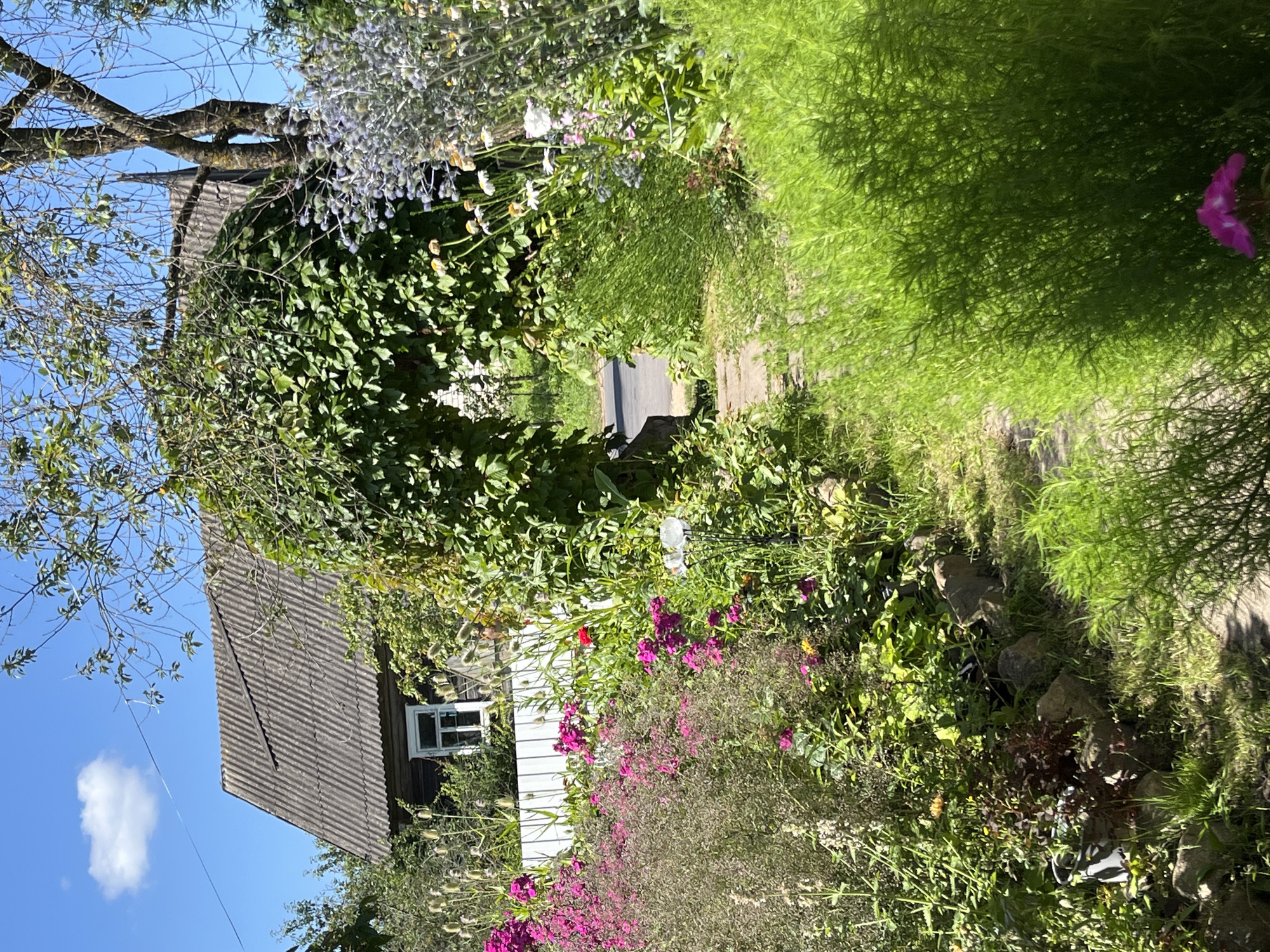The image depicts a lush, overgrown garden with a path leading through an archway formed by dense green foliage. In the background, a dark wooden house with a corrugated roof and a white-trimmed window is visible. The garden is filled with various plants, including pink and purple flowers, tall ornamental grasses, and other green vegetation. A stone border defines the edge of the garden path. The scene is set on a sunny day with a bright blue sky and a single white cloud. The context provided places this scene in Dunilavichy rural council, Belarus, suggesting a rural or semi-rural setting.