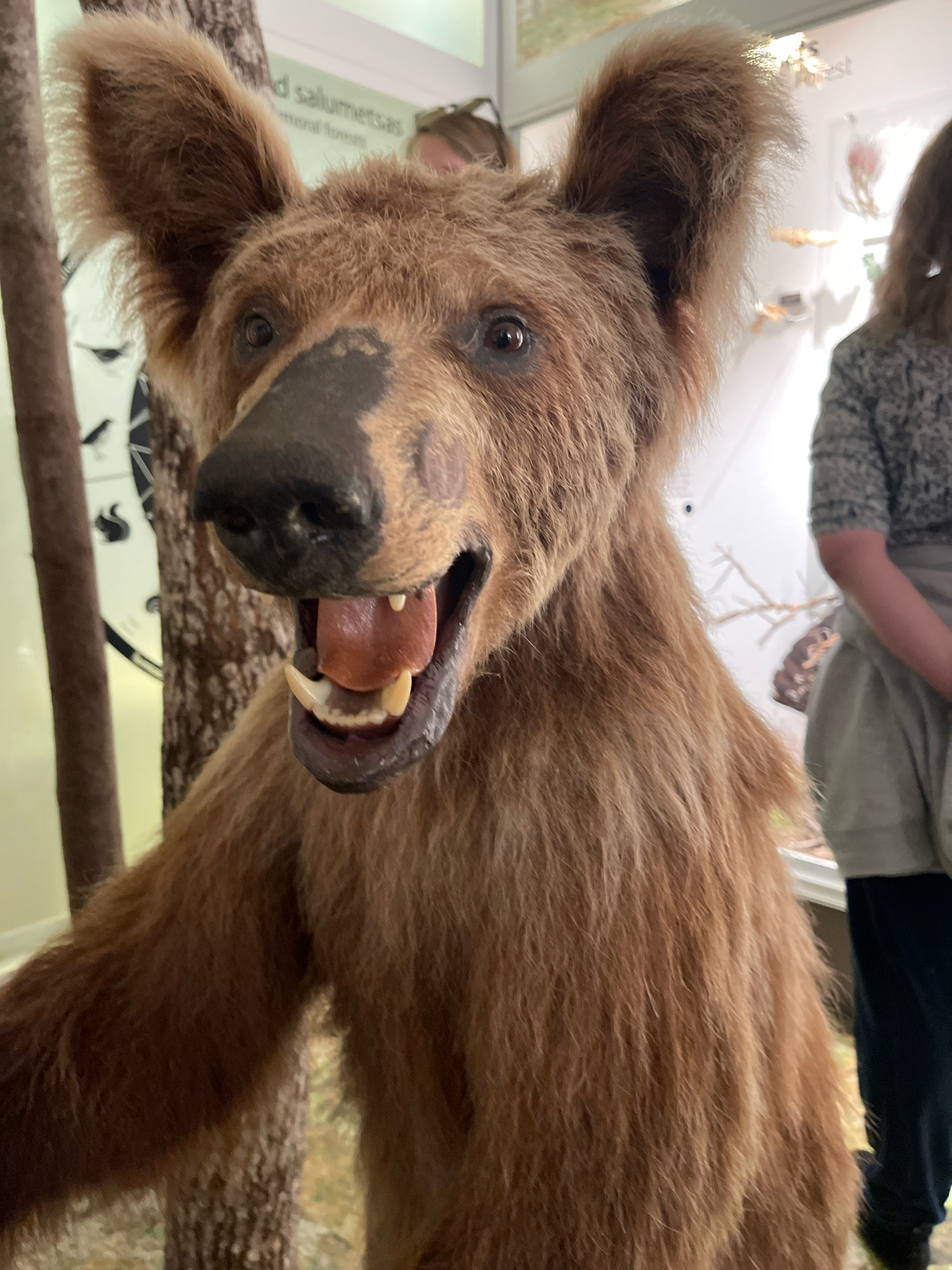 The image shows a close-up, eye-level view of a taxidermied brown bear in what appears to be a museum exhibit. The bear's mouth is open, revealing its teeth and tongue, and its fur is a light brown color. Behind the bear, a display case with various specimens and a sign with text in Estonian reading "mets salumetsas" (forest in the woods) is visible. To the right, a person wearing a patterned shirt and dark pants is partially visible. The lighting is natural and appears to be from overhead. The context suggests this is likely at the Natural History Museum of Estonia (Eesti Loodusmuuseum) in Tallinn, Estonia, given the mention of "mets salumetsas" and the exhibit's nature.