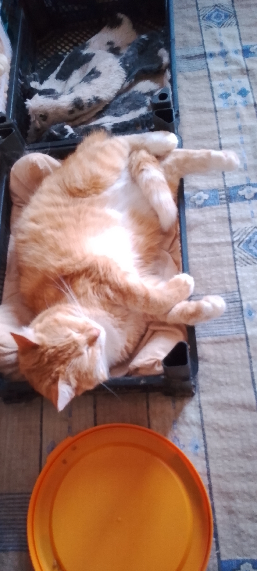 An orange tabby cat is sleeping on its back in a black plastic crate. The crate is lined with a tan fabric, and the cat's belly is exposed, showing its white fur. Its paws are resting on its chest and stomach. In the background, another black plastic crate contains a black and white patterned blanket. The crates are placed on a beige and blue plaid blanket, which is on a wooden floor or surface. In the foreground, an orange plastic lid is visible. The image appears to be taken indoors, in a domestic setting. There is no information in the image to determine the location in Belgorod, Russia.