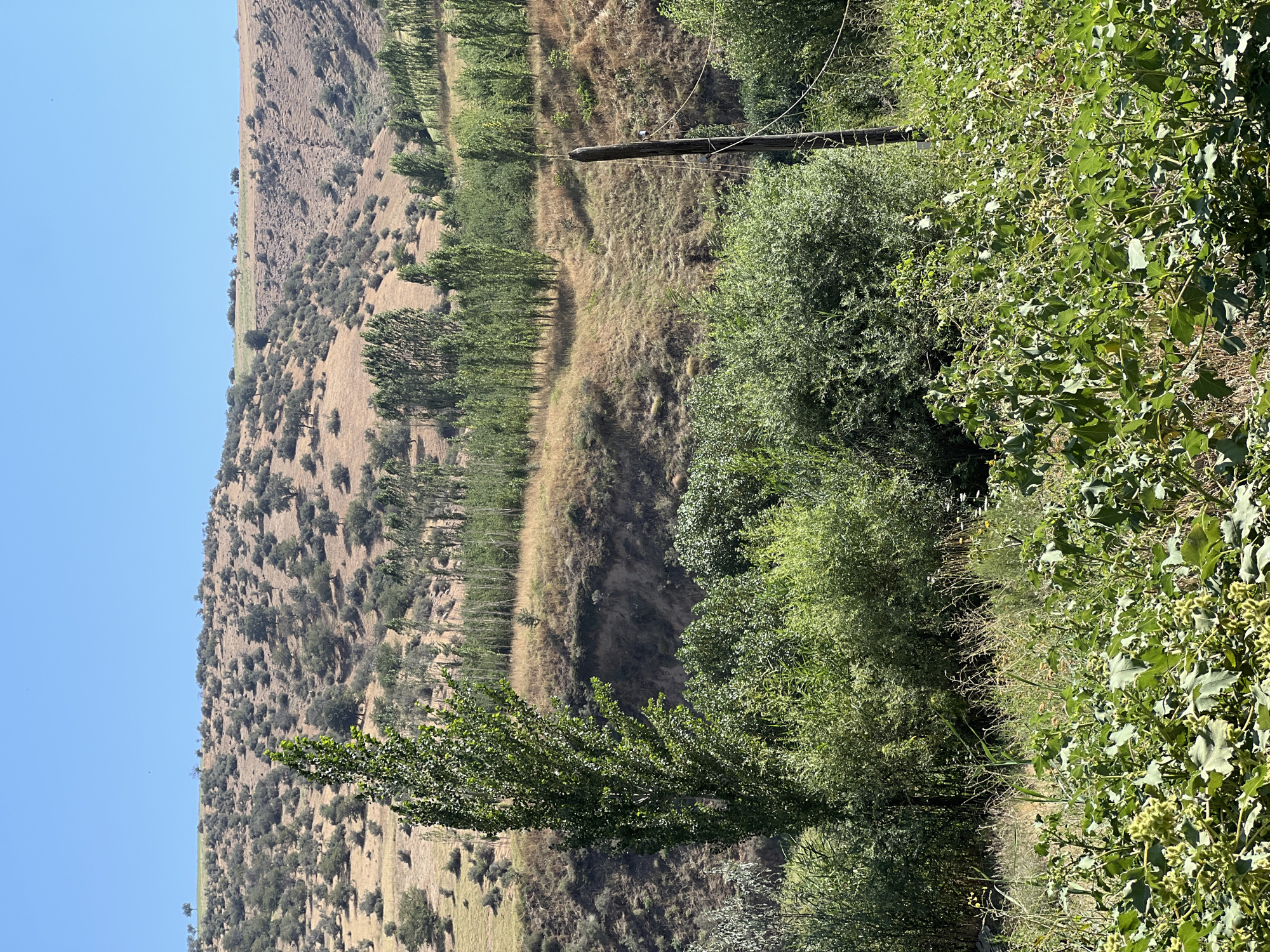 The image depicts a rural landscape under a clear blue sky. In the foreground, there is dense green vegetation with large leaves, appearing to be a field of crops or wild plants. Behind this, a line of trees, some tall and slender and others more bushy, stretches across the mid-ground. Beyond the trees, a dry, brown hillside rises, dotted with sparse, small trees and shrubs. The terrain is uneven, with visible gullies and slopes. A single wooden utility pole with wires is positioned to the right of the frame, partially obscured by vegetation. The overall impression is of a dry, natural environment in a rural setting. This scene is located in Karamazar, Uzbekistan.