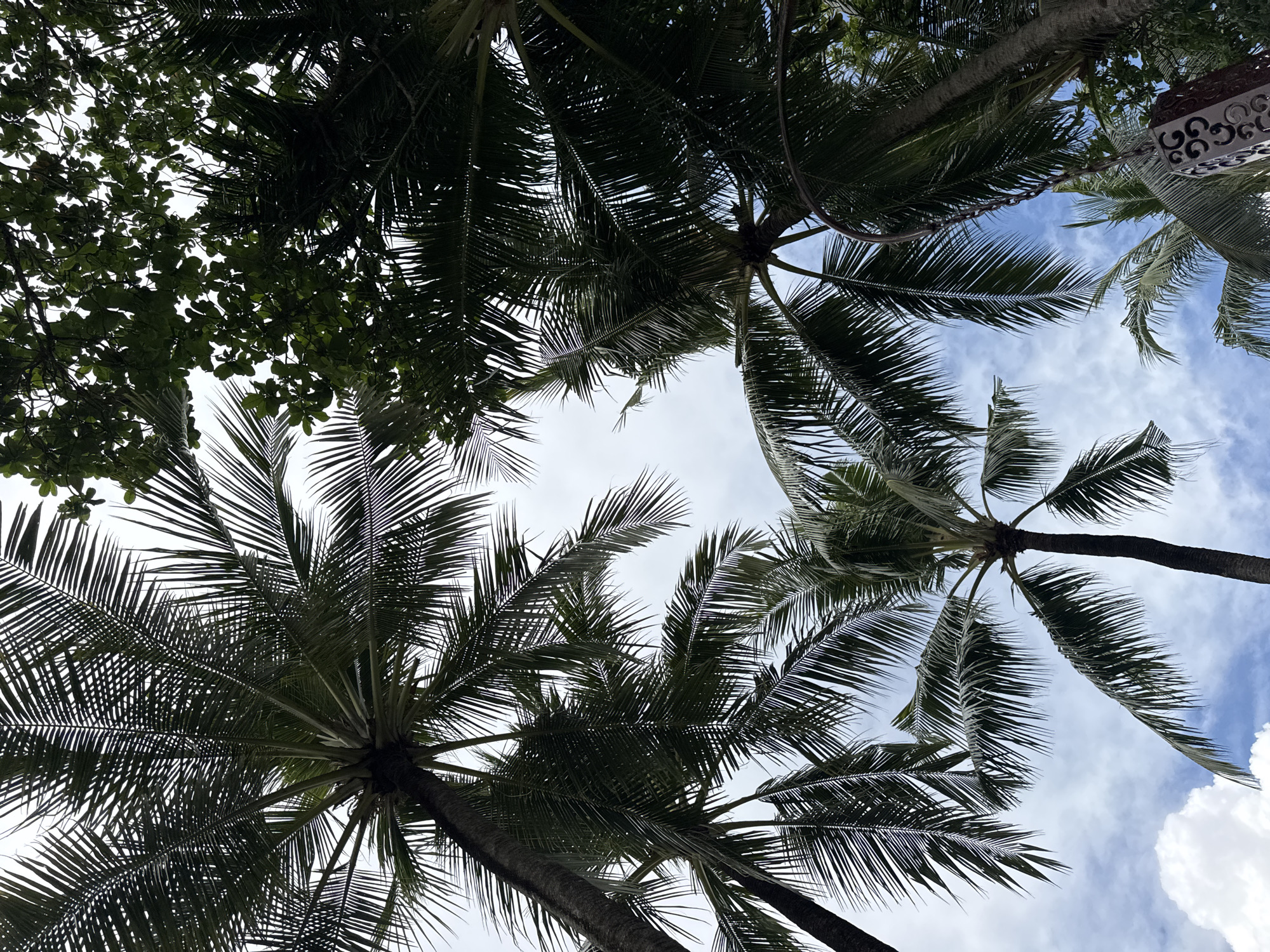 The image depicts a view looking upwards through the canopy of palm trees and other foliage in Kuta Selatan, Indonesia. The sky is visible through gaps in the leaves, displaying a blue color with wispy white clouds. Several palm trees with their characteristic fronds are prominently featured, along with other trees that have rounder, denser leaves. The lighting suggests it's daytime. A hanging lantern is seen at the top right of the image.