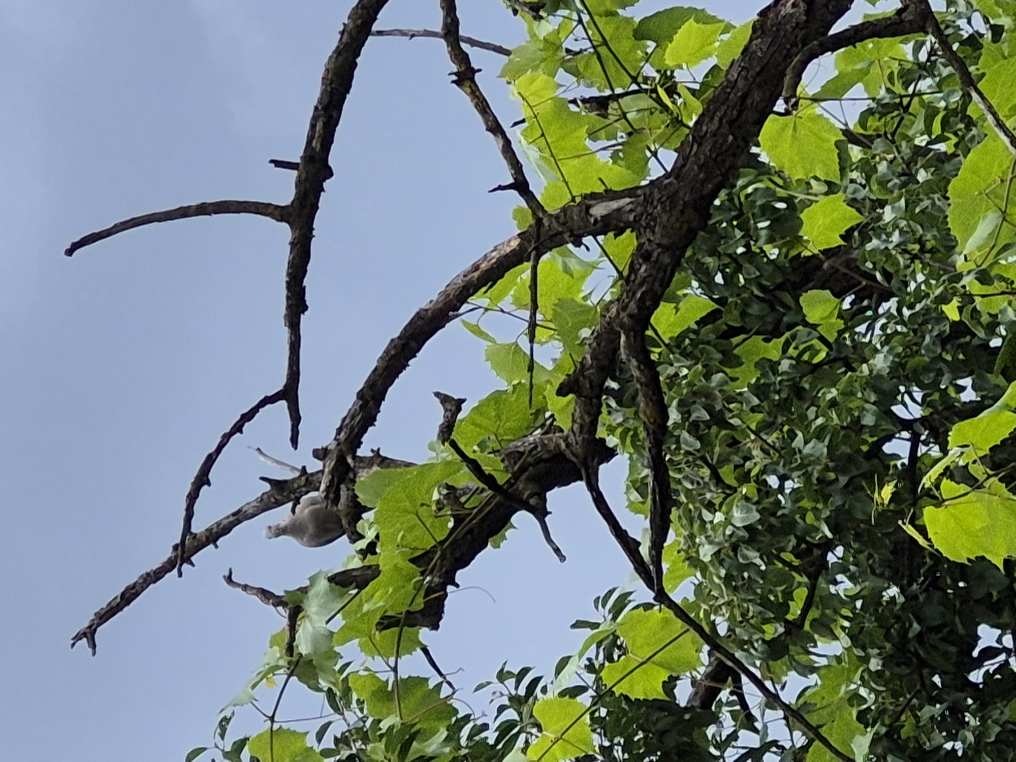 A dove perches on a branch in a tree. The bird is gray and white, and its head is tilted slightly to the left. The tree has dark brown branches and bright green leaves. The background is a clear blue sky.