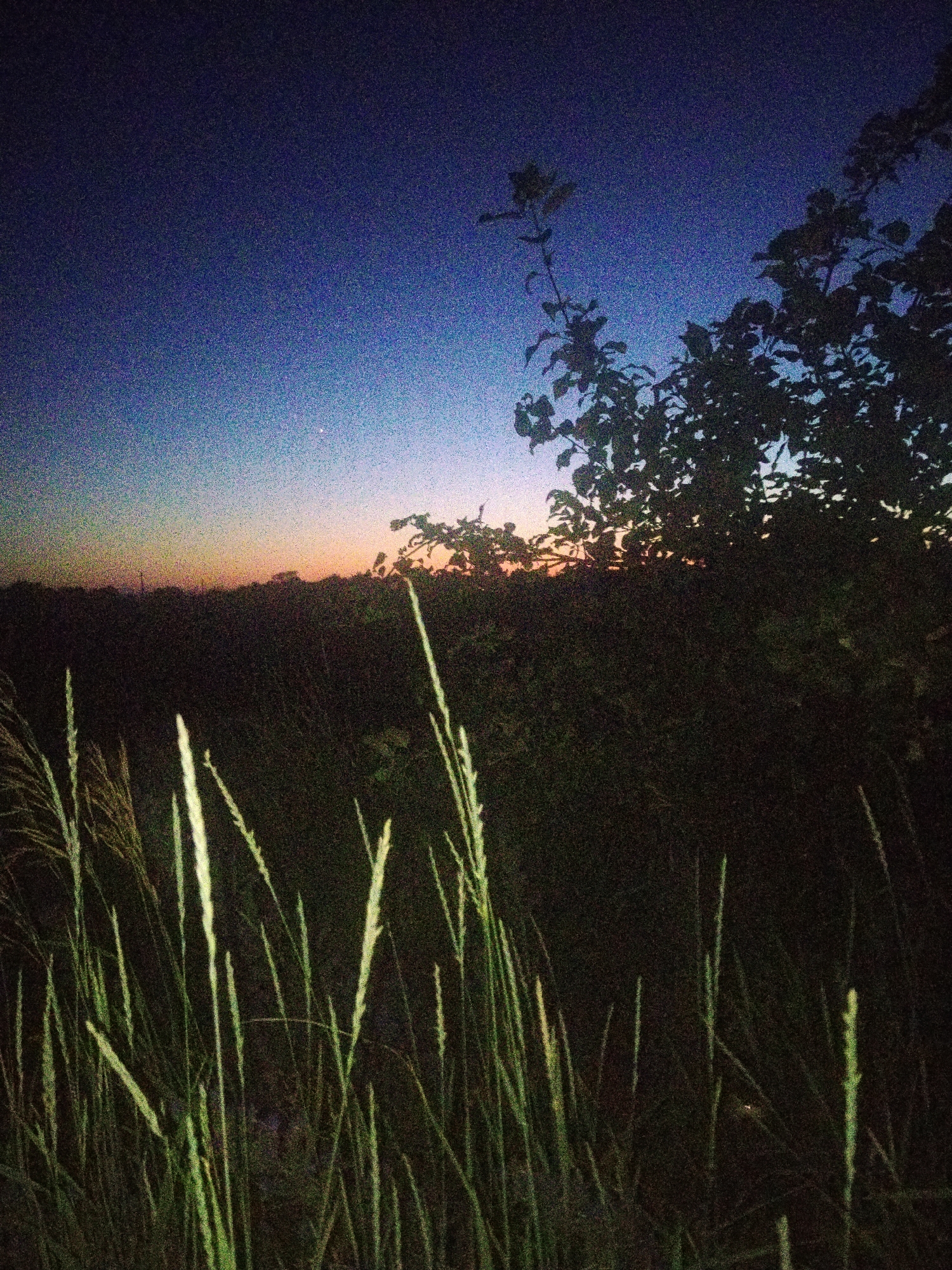 The image captures a natural scene at dusk or dawn, with a gradient of colors in the sky transitioning from deep blue at the top to lighter shades of orange and yellow near the horizon. Silhouetted against this sky are the dark shapes of trees and foliage. In the foreground, tall blades of grass are illuminated, standing out against the darker background. The overall impression is one of a quiet, transitional moment in nature. The time of day is indicated by the twilight sky and the silhouette effect of the vegetation. There is no visible text. The image does not contain any people or specific objects that would suggest a particular activity. The setting appears to be a rural or natural outdoor environment. The mood is serene and contemplative.