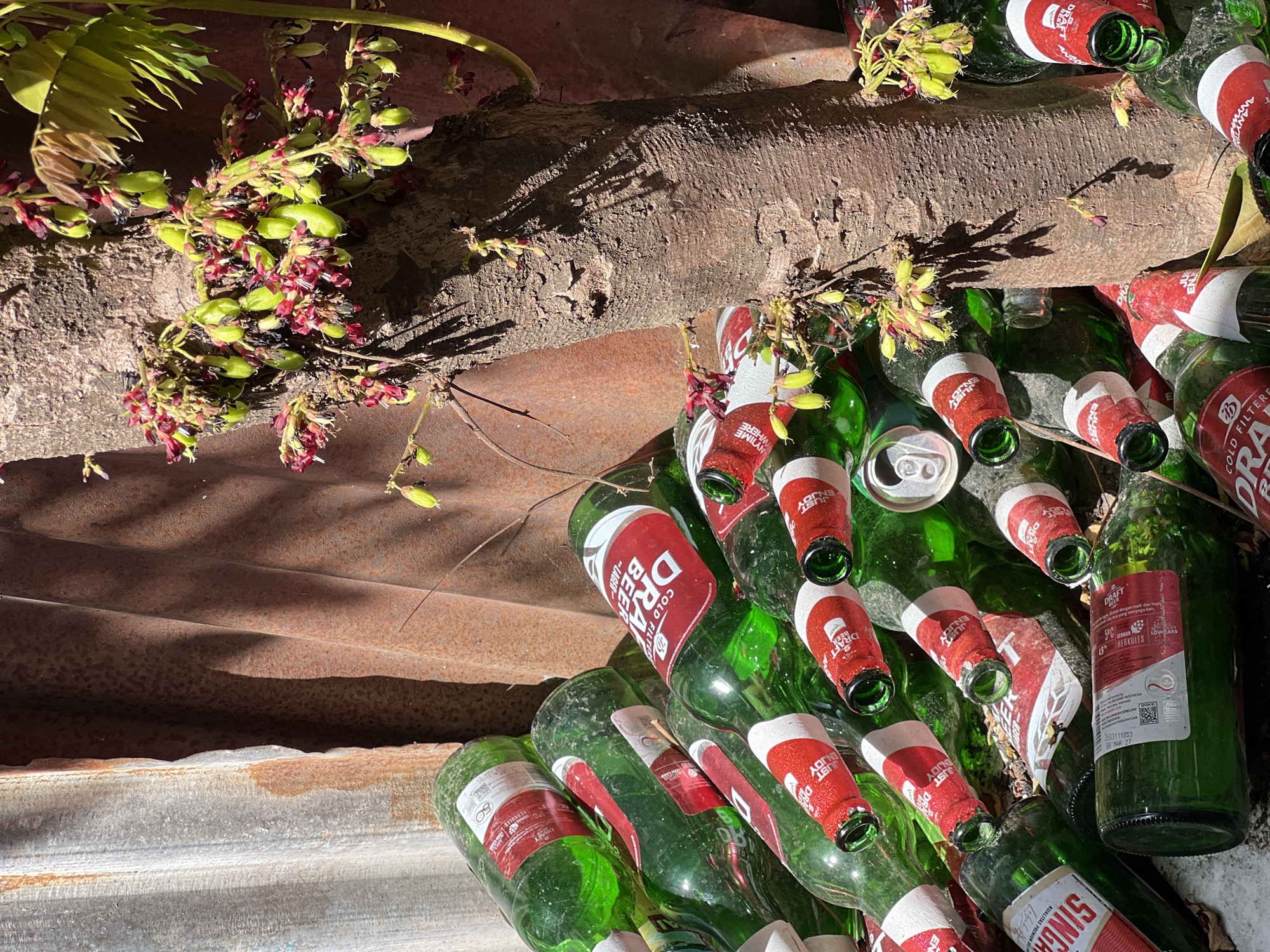 A collection of empty green glass beer bottles, some with red and white labels, are scattered around the base of a tree. The bottles appear to be a mix of brands, with labels such as "DRAFT BEER," "COLD FILTERED," and "SINGHA" visible. Some bottles are upright, while others are lying on their sides. A few aluminum cans are also present amongst the bottles. The tree has rough bark and is covered in small green fruits and reddish-purple flowers. Behind the tree and bottles, there is a corrugated metal wall, some of which is rusted. The scene is outdoors, bathed in sunlight, with shadows cast by the tree and its foliage. The overall impression is one of discarded refuse in an outdoor setting, possibly in a yard or alleyway in Denpasar, Indonesia.