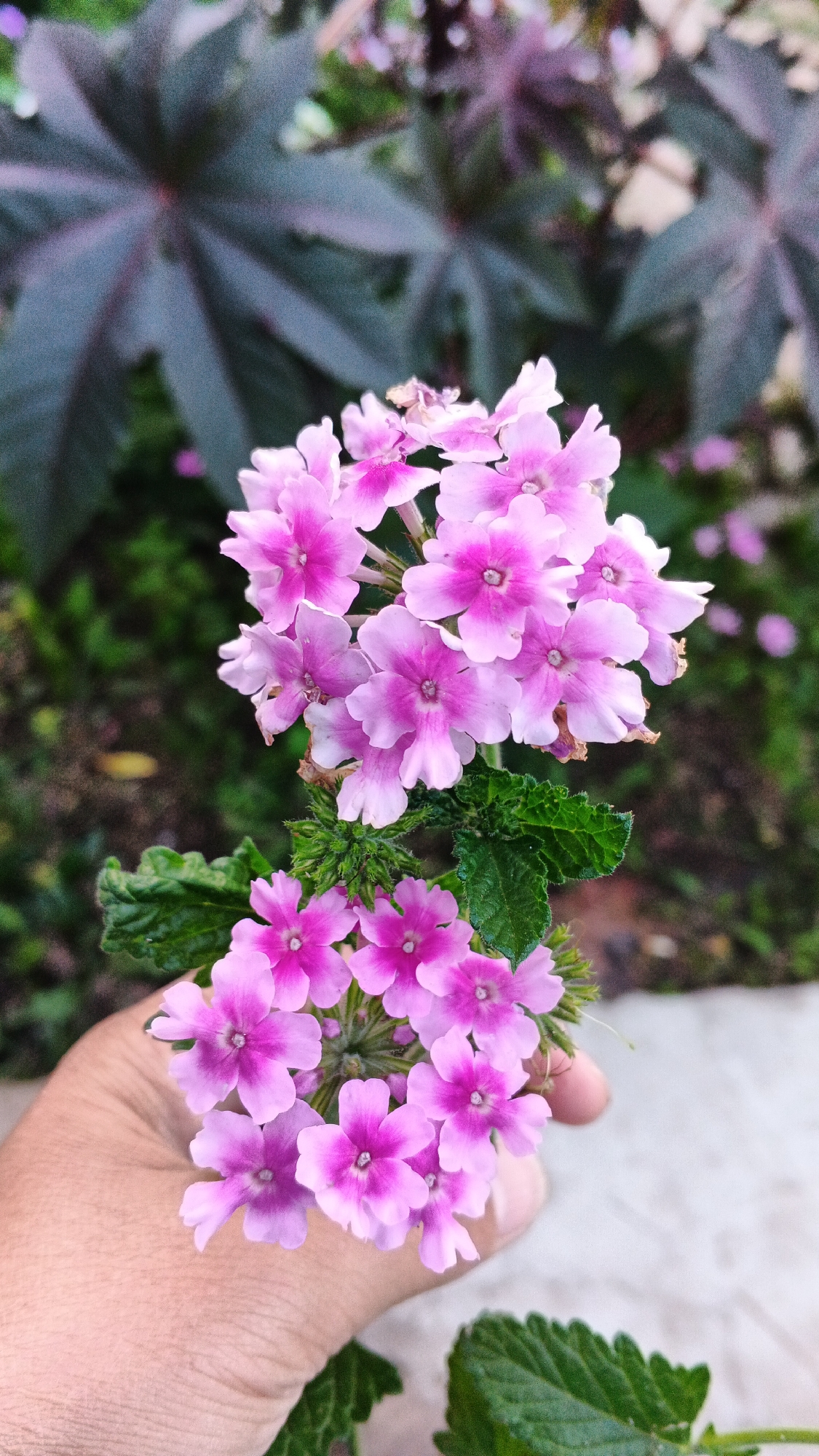 A close-up, eye-level shot captures a hand holding a cluster of small, vibrant pink verbena flowers. The flowers are arranged in a rounded bouquet, with delicate petals fanning out from their centers. Green leaves with serrated edges are visible, nestled among the blooms. The background is softly blurred, with dark, large leaves of a plant in a deep purple-green hue, and a hint of green foliage. The setting appears to be an outdoor garden in Podgornoye, Russia, with a light-colored surface, possibly a pathway or wall, in the lower right corner. The lighting is natural, suggesting it was taken during the day.