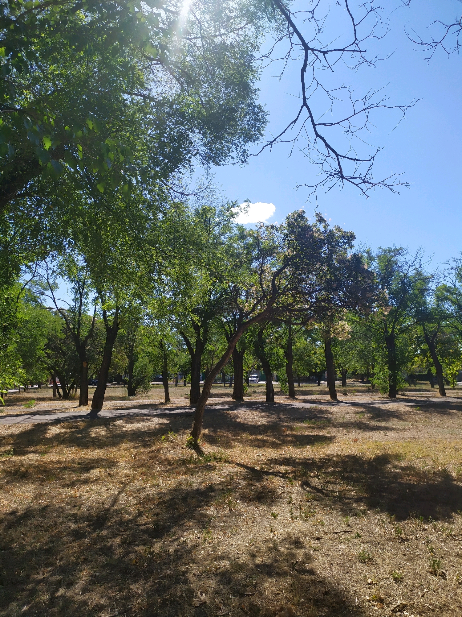 A sun-drenched, low-angle shot captures a park scene in Mykolaiv, Ukraine, on a clear blue day. The foreground is dominated by dry, straw-like grass, sparsely dotted with small green shoots and fallen leaves, casting long, dappled shadows from unseen trees. A winding path, a dark gray asphalt surface, cuts through the scene, leading into the middle ground.
The middle ground features a dense cluster of trees with lush green foliage and rough, dark bark. Some trees have a gnarled, twisted appearance, while others stand straighter. Sunlight filters through their leaves, creating bright highlights and further shadow play on the ground. In the background, more trees line the edge of the park, with hints of buildings or structures peeking through the foliage. A single, small, wispy white cloud floats in the upper right quadrant of the sky. The upper portion of the image reveals the sun's glare, partially obscured by the leaves of a large tree in the upper left, and the stark, bare branches of another tree extending across the clear blue sky. No people or animals are visible in the frame.