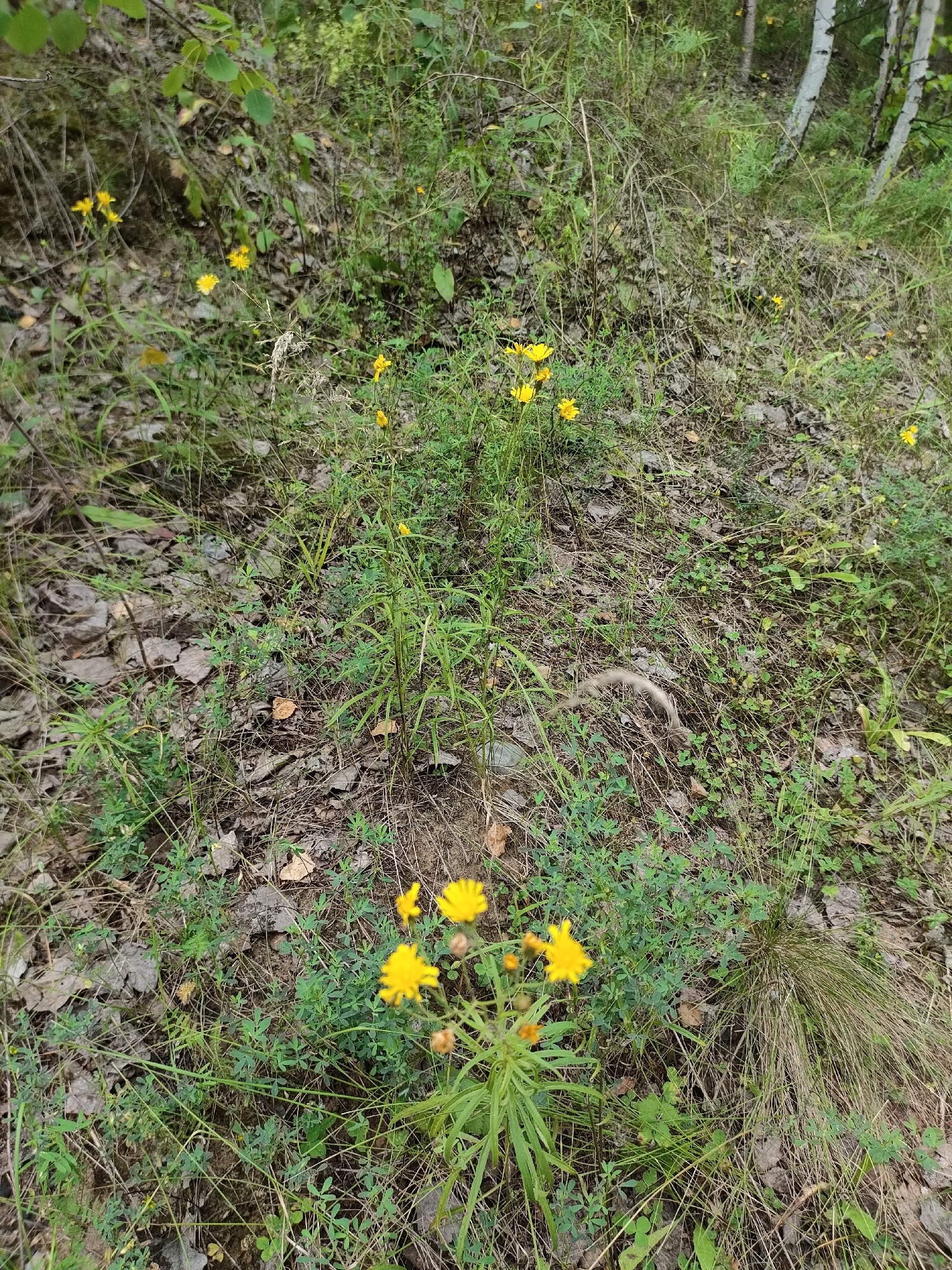 The image depicts a natural, outdoor scene likely in a park or wooded area. The ground is covered with dry leaves, grass, and small green plants, indicating an autumn or late summer setting. Several small, yellow wildflowers are scattered throughout the scene, with a cluster of them prominently featured in the foreground. The background shows dense vegetation, including trees with green leaves and some bare branches, along with birch trees visible on the right. The lighting suggests it is daytime, possibly overcast. There are no people or specific man-made objects clearly visible, suggesting a natural environment. The image does not provide any specific visual cues that would allow for identification of its location within the city of Petropavl, Kazakhstan.