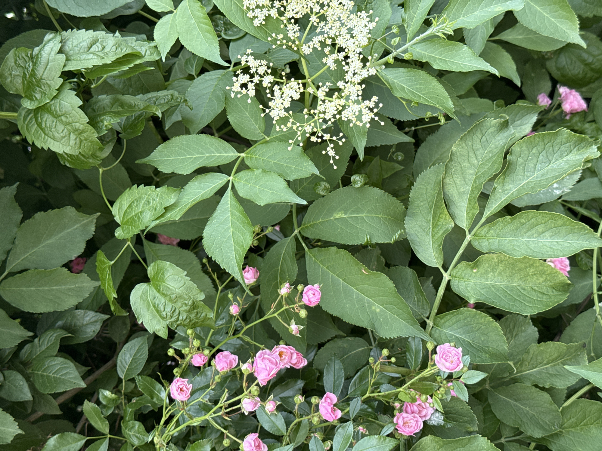 The image is a close-up, overhead shot of lush green foliage with clusters of small pink roses and a spray of tiny white flowers. The leaves are varied in shape and size, with some appearing glossy and others more matte. The pink roses are tightly budded or in full bloom, with delicate petals. The white flowers are clustered on thin stems, forming a frothy appearance. The scene suggests an outdoor setting, possibly a garden or park, with the natural lighting indicating it was taken during the daytime. There are no people or identifiable man-made structures visible. The overall impression is one of natural beauty and abundant plant life. The image is a still life of botanical elements, with a shallow depth of field that blurs the background and foreground slightly, focusing attention on the central elements of the plants.