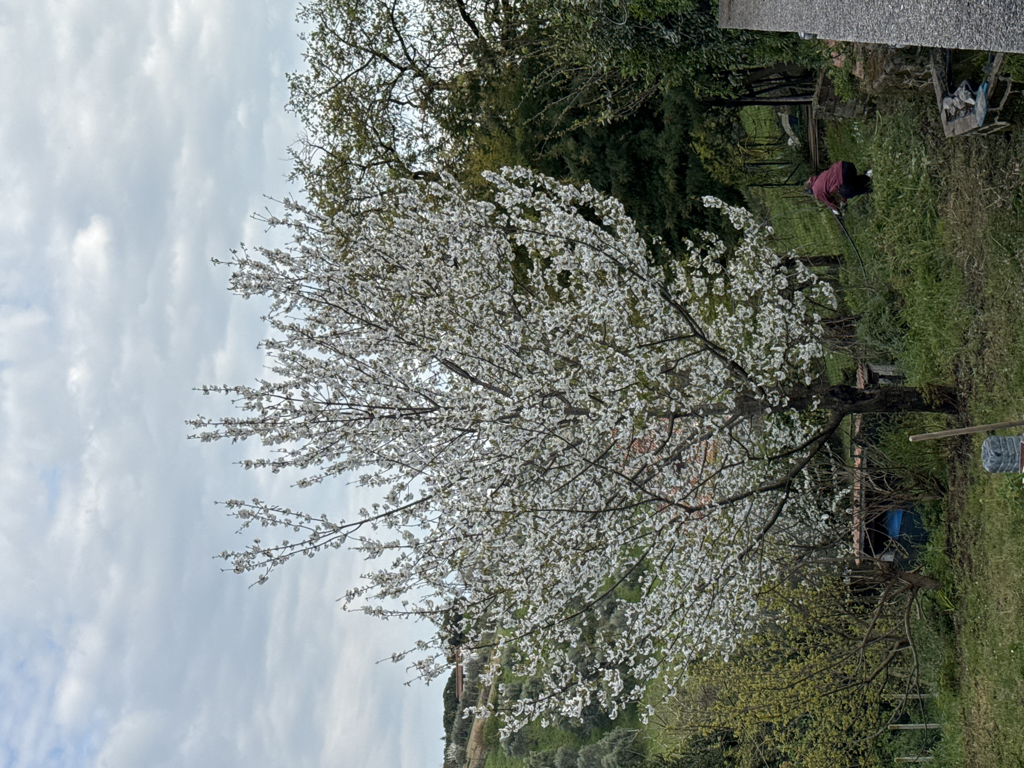 The image depicts a flowering tree with white blossoms in Castelnuovo di Porto, Italy. The sky is overcast. A person wearing a maroon top is present, tending to the grass. The setting appears to be a garden or yard. A structure that could be a small shed or outbuilding is visible in the background. The terrain is slightly sloped.