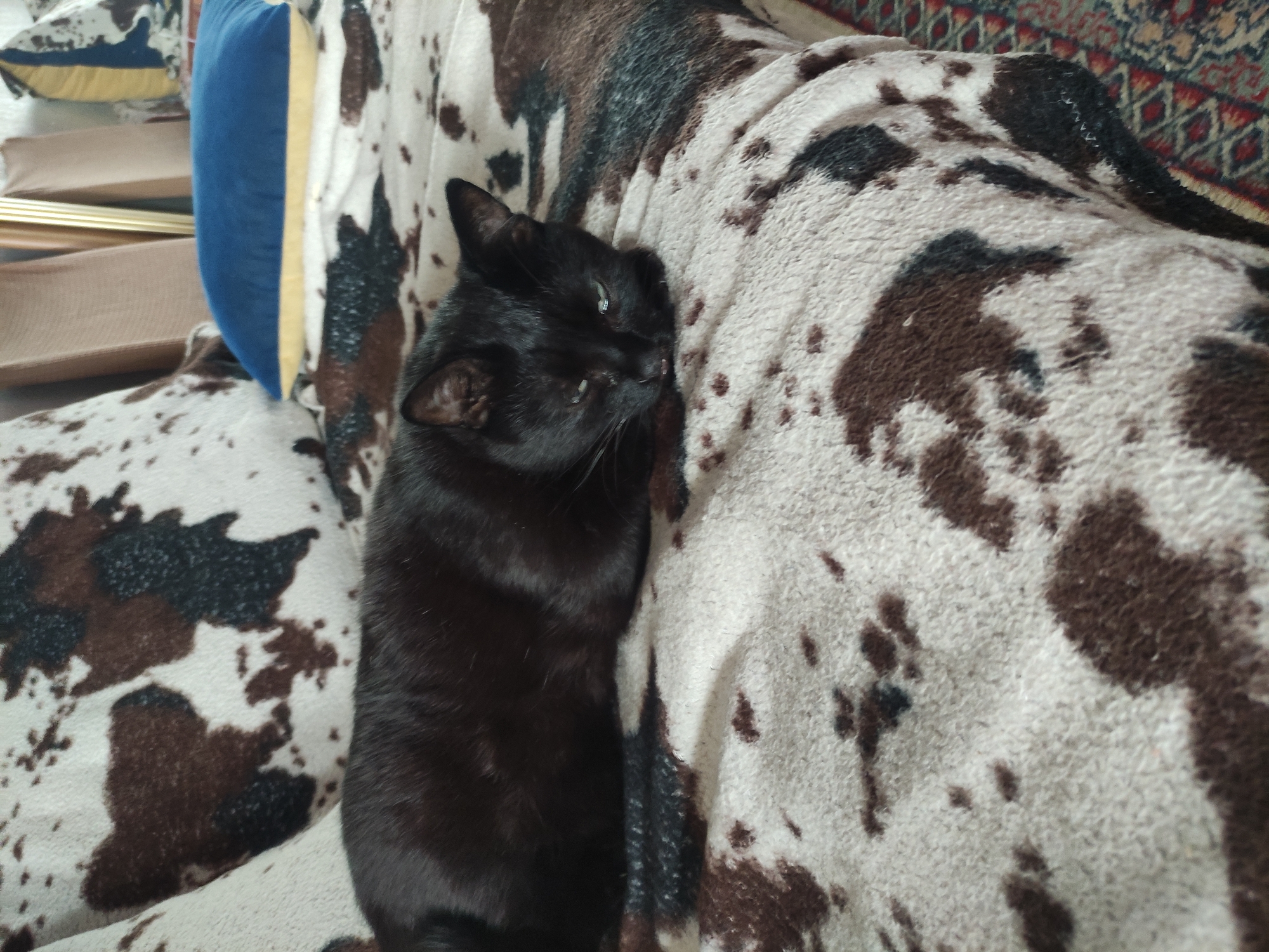 A black cat sleeps on a brown and white patterned blanket next to a blue and yellow pillow. The location is unknown and cannot be determined from the image.