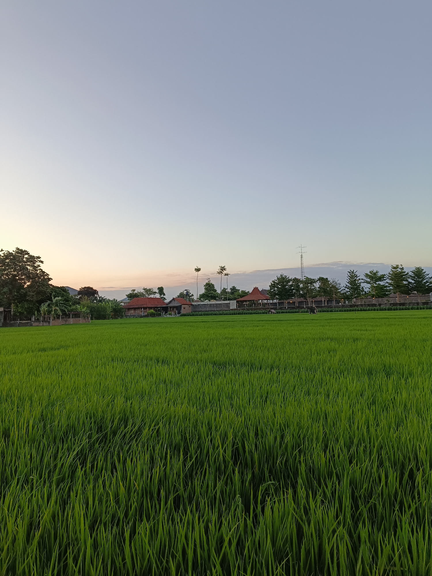 The image depicts a verdant rice paddy field in Banguntapan, Indonesia, during the golden hour of sunset. The sky transitions from a pale blue to soft hues of orange and pink near the horizon, hinting at the setting sun. In the mid-ground, traditional Indonesian houses with distinctive reddish-brown tiled roofs are nestled amongst lush trees and vegetation. A tall telecommunications tower is visible in the far right distance. The foreground is dominated by the densely planted, bright green rice stalks, which appear freshly grown and healthy. The overall scene conveys a sense of rural tranquility and the natural beauty of the Indonesian landscape.