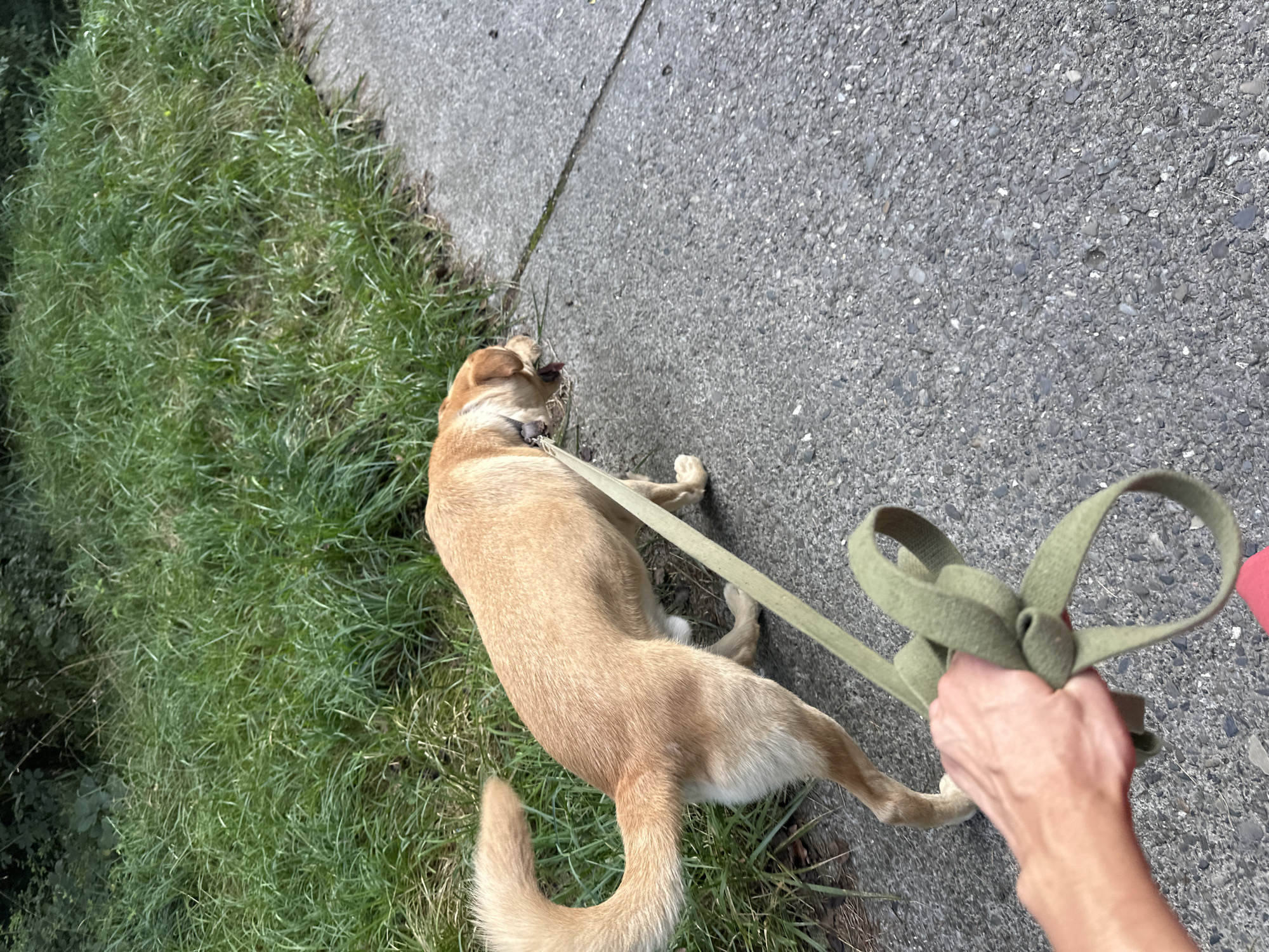 In the Matsesta Microdistrict, Russia, a light brown dog on a leash walks along a paved path. The dog's tail is curled upwards. The leash is held by a person whose hand is visible in the foreground, grasping the knotted end of the leash. The path is bordered by a grassy area with tall green blades. The scene appears to be outdoors during daylight.
