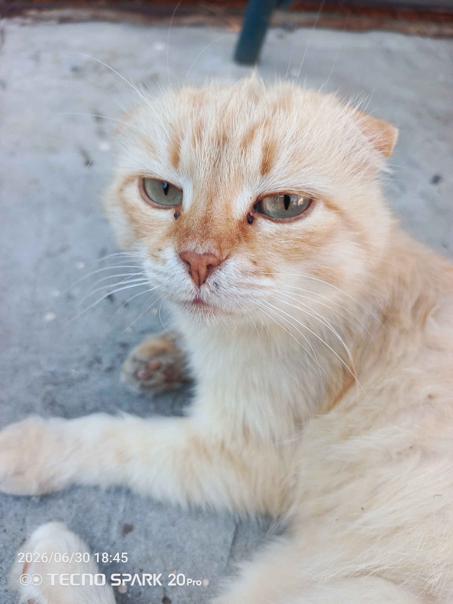 A close-up shot shows a light orange cat lying on a gray surface, possibly concrete. The cat's fur is a light cream color with subtle orange tabby markings on its face and ears. Its eyes are light green with black pupils, and its expression appears somewhat wary or sad. The cat has prominent white whiskers that fan out from its muzzle. Its ears are folded slightly forward, giving it a unique appearance. One of the cat's paws is visible, showing its pink toe beans.
The background is blurred, but it appears to be an outdoor setting with some textured gray material and a dark vertical object in the upper left corner. There are some small dark specks scattered on the surface around the cat. The lighting suggests it is daytime, possibly late afternoon, given the soft light.
Visible text in the lower left corner reads: "2026/06/30 18:45" and "TECNO SPARK 20Pro".
