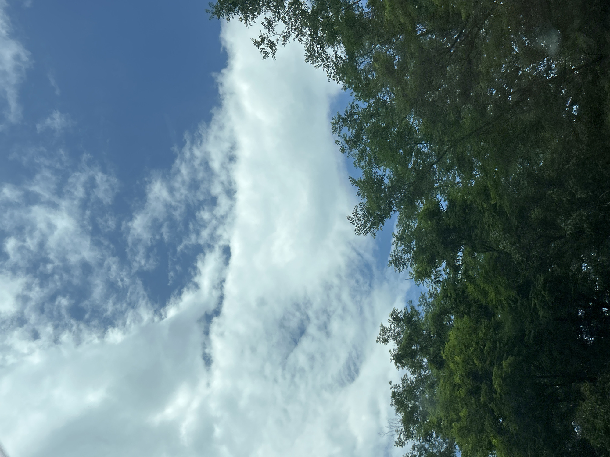 This is a daytime outdoor scene captured from a low angle, looking upwards towards the sky through a dense canopy of trees in Gorno Varshilo, Bulgaria. The upper two-thirds of the image display a bright blue sky with irregularly shaped white and light gray clouds. Areas of darker blue are visible, particularly in the upper right quadrant, indicating clear sky. The clouds exhibit varying densities, ranging from thin, scattered formations to larger, more opaque masses, with some areas showing a textured, rippled appearance. The lower third and extending up the left and right sides of the frame are dense clusters of deciduous trees. The foliage is predominantly deep green, with variations in shade suggesting light and shadow, indicating a thick canopy. Numerous individual leaves and small branches are discernible against the sky and within the tree mass. No human figures, animals, or man-made structures are visible.