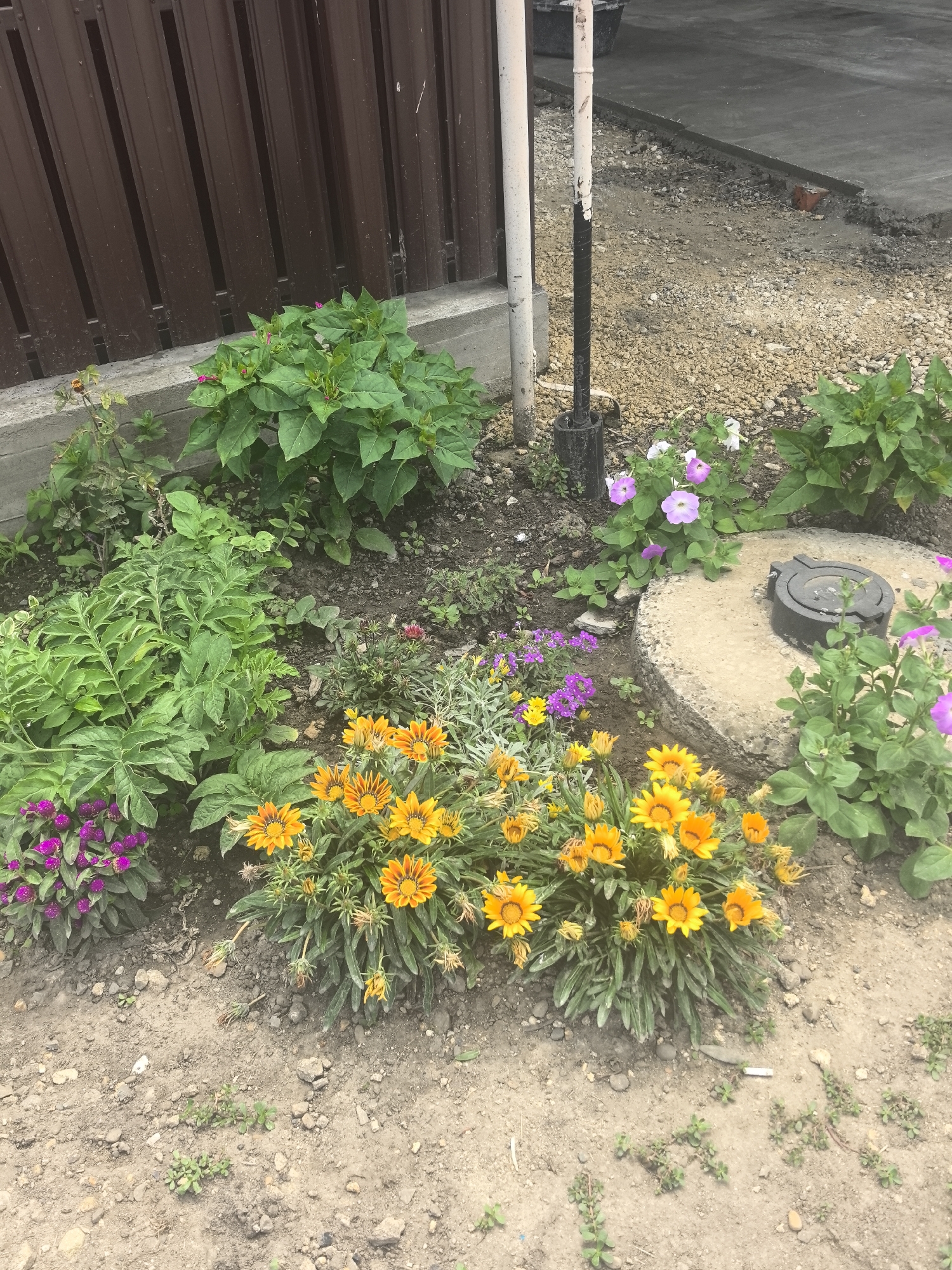 In Bolshoy Raznokol, Russia, a small garden plot is visible next to a brown wooden fence and a concrete curb. A circular concrete structure with a dark metal cover is embedded in the ground. The garden features several clusters of yellow gazania flowers, interspersed with smaller purple and pink flowers, and dense green foliage. The ground is a mix of soil and gravel, with some scattered small stones and sparse weeds. A section of paved area and construction materials are present in the background.