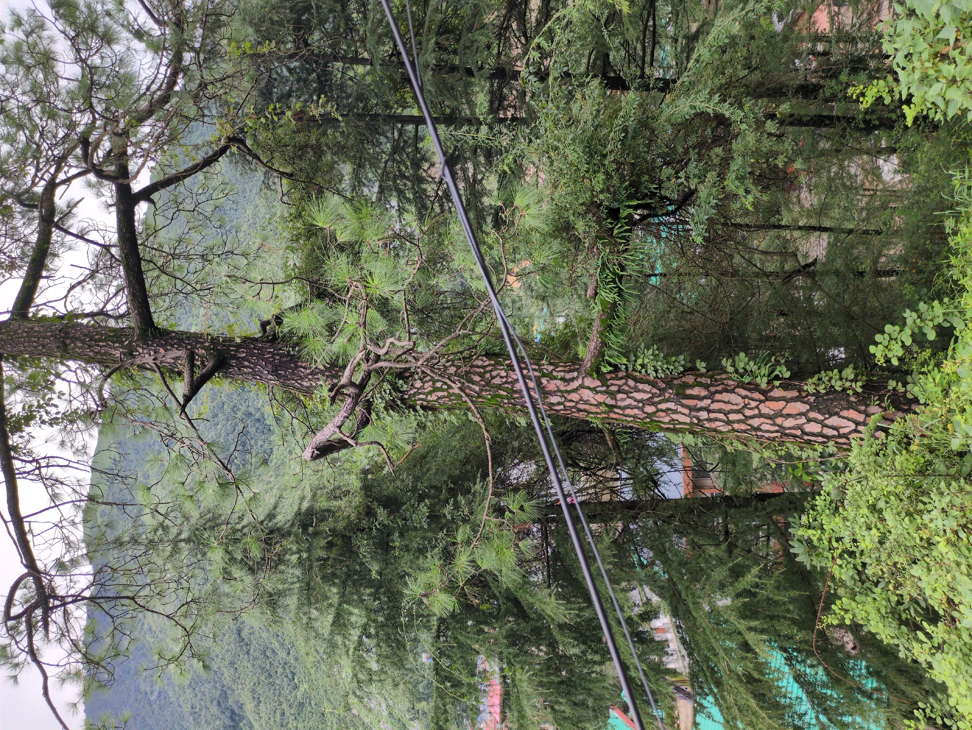 This image depicts a view of Bhagsu, India, focusing on dense foliage and trees, with some man-made structures partially visible in the background. The foreground is dominated by lush green vegetation and the textured bark of a large pine tree. Several thick, dark electrical wires are strung horizontally across the mid-ground, cutting through the natural scenery. Behind the wires and foliage, glimpses of buildings with distinctive turquoise and orange roofs can be seen, suggesting a residential or possibly commercial area nestled into the hillside. The backdrop features a verdant, rolling mountain landscape under an overcast sky. The overall impression is one of a natural, mountainous environment interspersed with signs of human habitation.