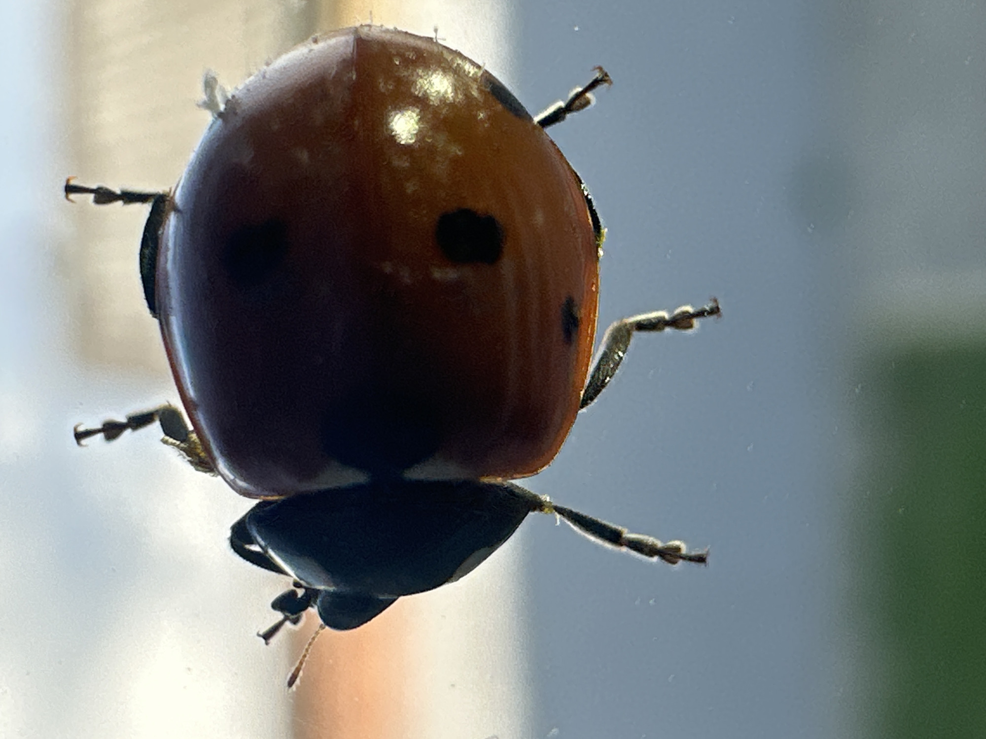A close-up, low-angle shot captures a ladybug on a glass surface, its body predominantly red with black spots. The ladybug is positioned centrally, appearing to be walking upwards. Its legs are visible, with some appearing to adhere to the glass. The background is softly blurred, showing a light sky with hints of orange and a muted blue-grey expanse. A sliver of green is visible at the bottom, suggesting foliage or a lower surface. The image is sharpest on the ladybug itself, highlighting its textured shell and delicate appendages. No people or structures are visible in the immediate vicinity of the ladybug. The context of Primorsko-Akhtarsk, Russia, is not visually represented in the image.