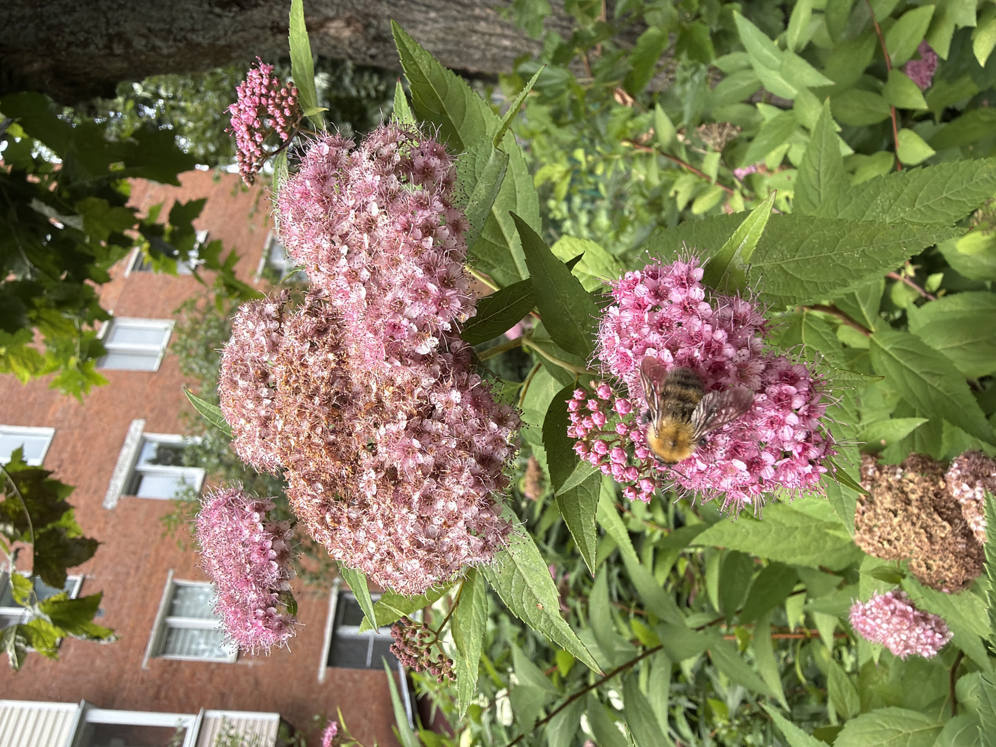 In Podolsk, Russia, a close-up shot captures a bumblebee actively foraging among a cluster of small, pink flowers. The bee, with its characteristic fuzzy body and striped pattern, is positioned on the lower cluster of blooms. The flowers are densely packed and appear to be part of a larger shrub, with green leaves forming a lush background. In the background, a red brick apartment building with white-framed windows is partially visible, suggesting an urban or semi-urban setting. The overall lighting indicates daylight, likely a bright, overcast day given the diffused light.