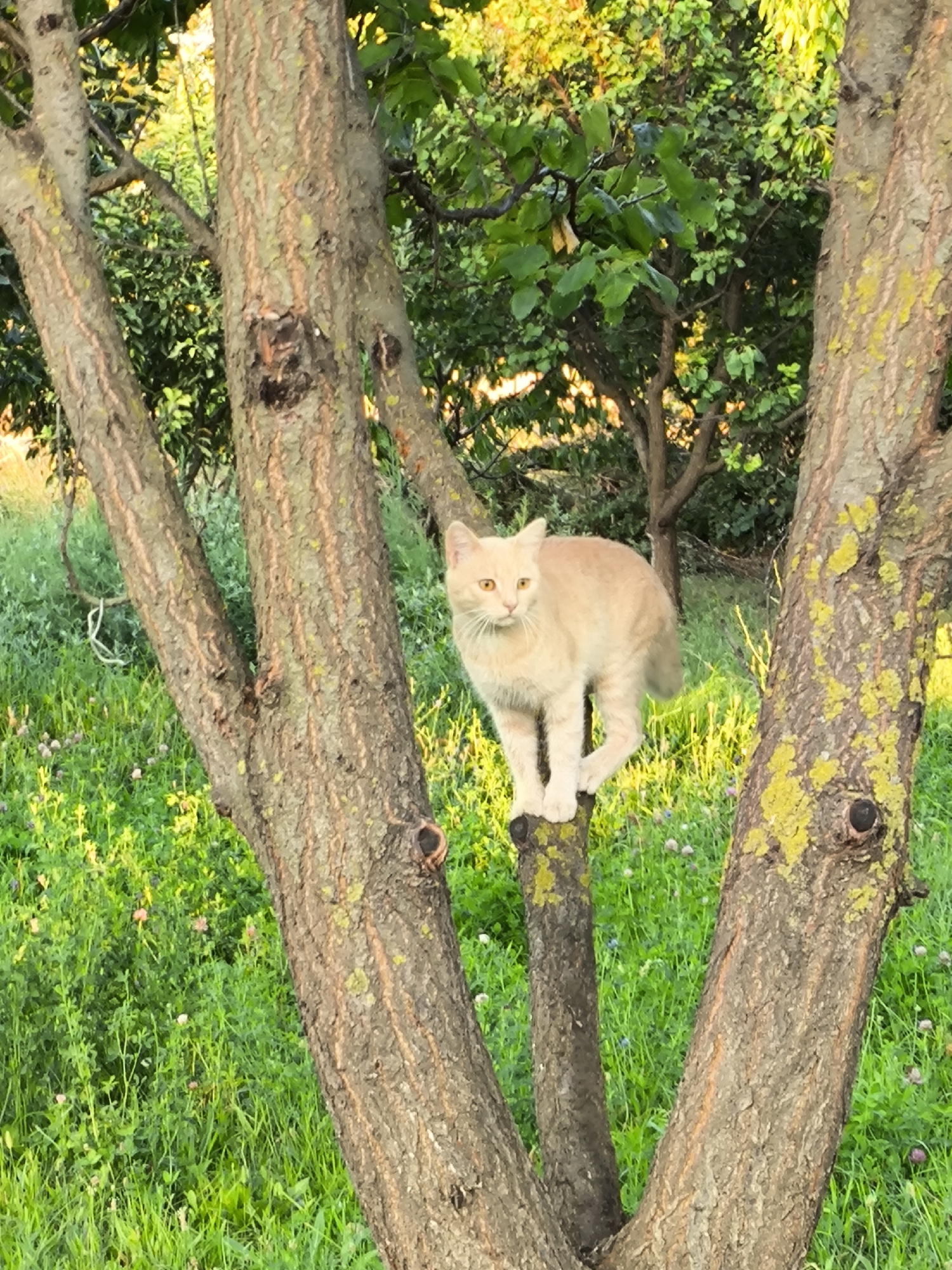 A light-colored cat stands on a tree trunk in a grassy area. The cat is facing the camera with its head slightly tilted. The cat has yellow eyes and light orange fur. The cat is positioned on a branch that splits into two smaller branches. The background is filled with lush green grass and trees. The lighting suggests it is daytime, with sunlight filtering through the leaves, creating dappled light. The scene appears to be outdoors, in a natural setting.