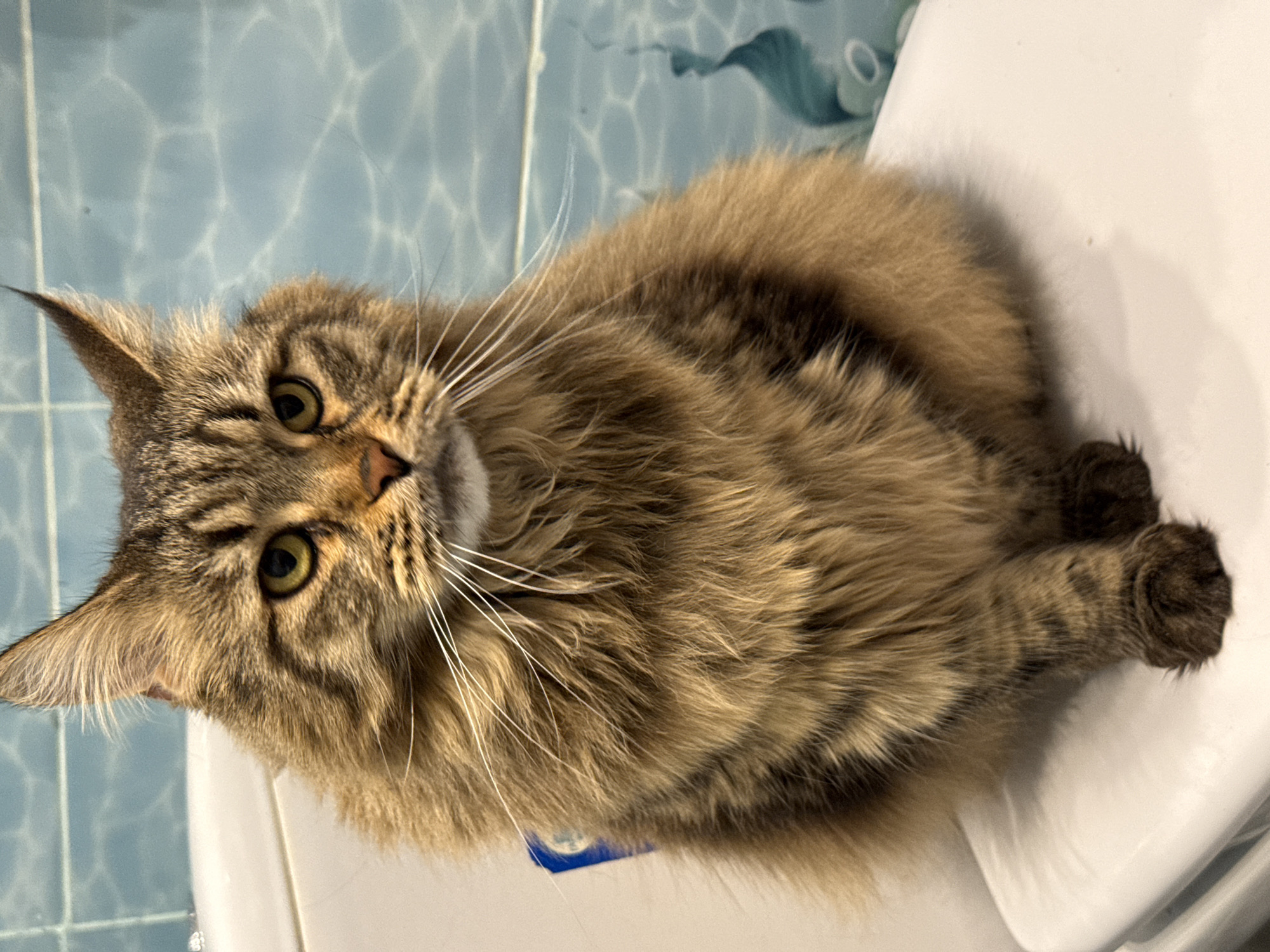 A brown tabby Maine Coon cat is lying on a white toilet lid. The cat is facing the camera and looking at the viewer. The cat has green eyes and long white whiskers. The background is a blue tiled wall. There is no indication that the image was taken in Izhevsk, Russia.