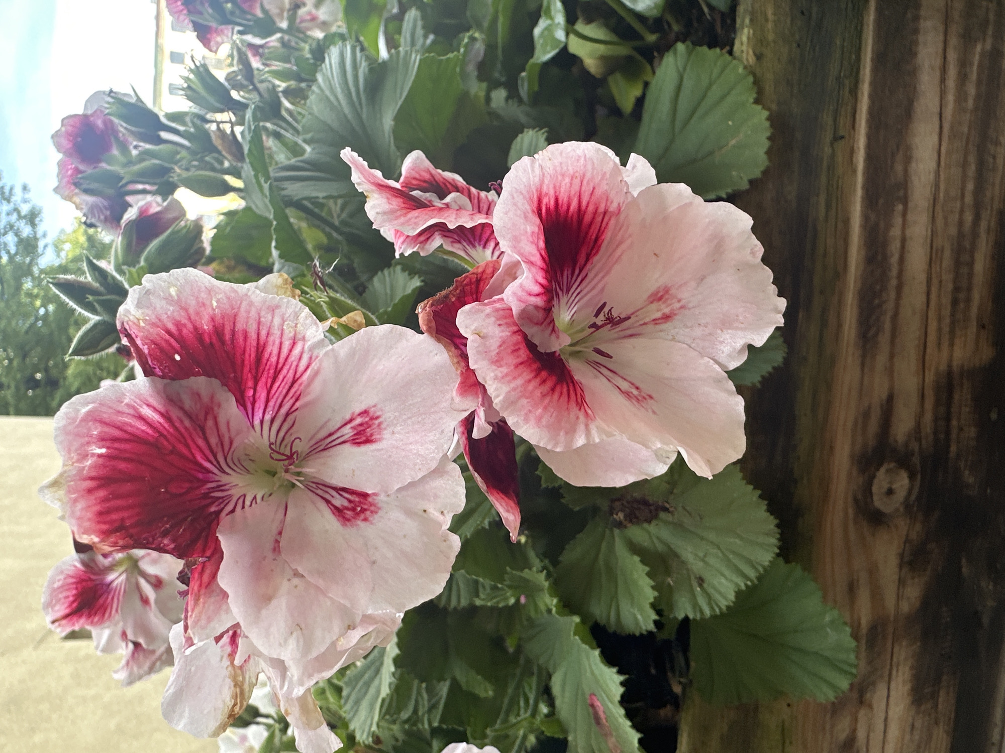 The image shows a close-up of pink and white geranium flowers in a wooden planter. The flowers have dark pink veining. In the background, there are more flowers and green leaves, as well as a building and sky. The scene appears to be an outdoor setting in a city, possibly a residential area or a park. The specific location in Łódź, Poland, cannot be determined from the image alone.