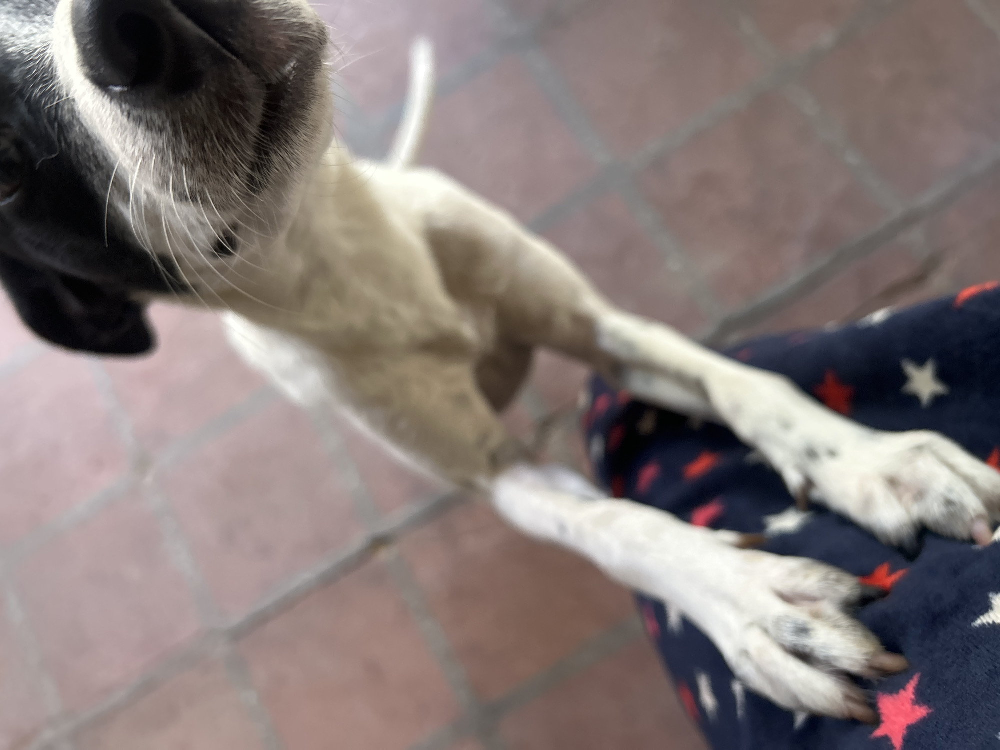 A close-up, slightly blurry shot captures a black and white dog partially resting on a dark blue fabric with red and white stars. The dog's head is angled towards the camera, with its snout and whiskers prominently featured. Its forelegs are extended, resting on the patterned fabric. The background consists of a reddish-pink tiled surface, possibly a patio. The image is taken from a low angle, looking up at the dog. The scene appears to be outdoors, given the flooring and natural lighting. There is no indication of the specific location within Santa Ana, Venezuela.