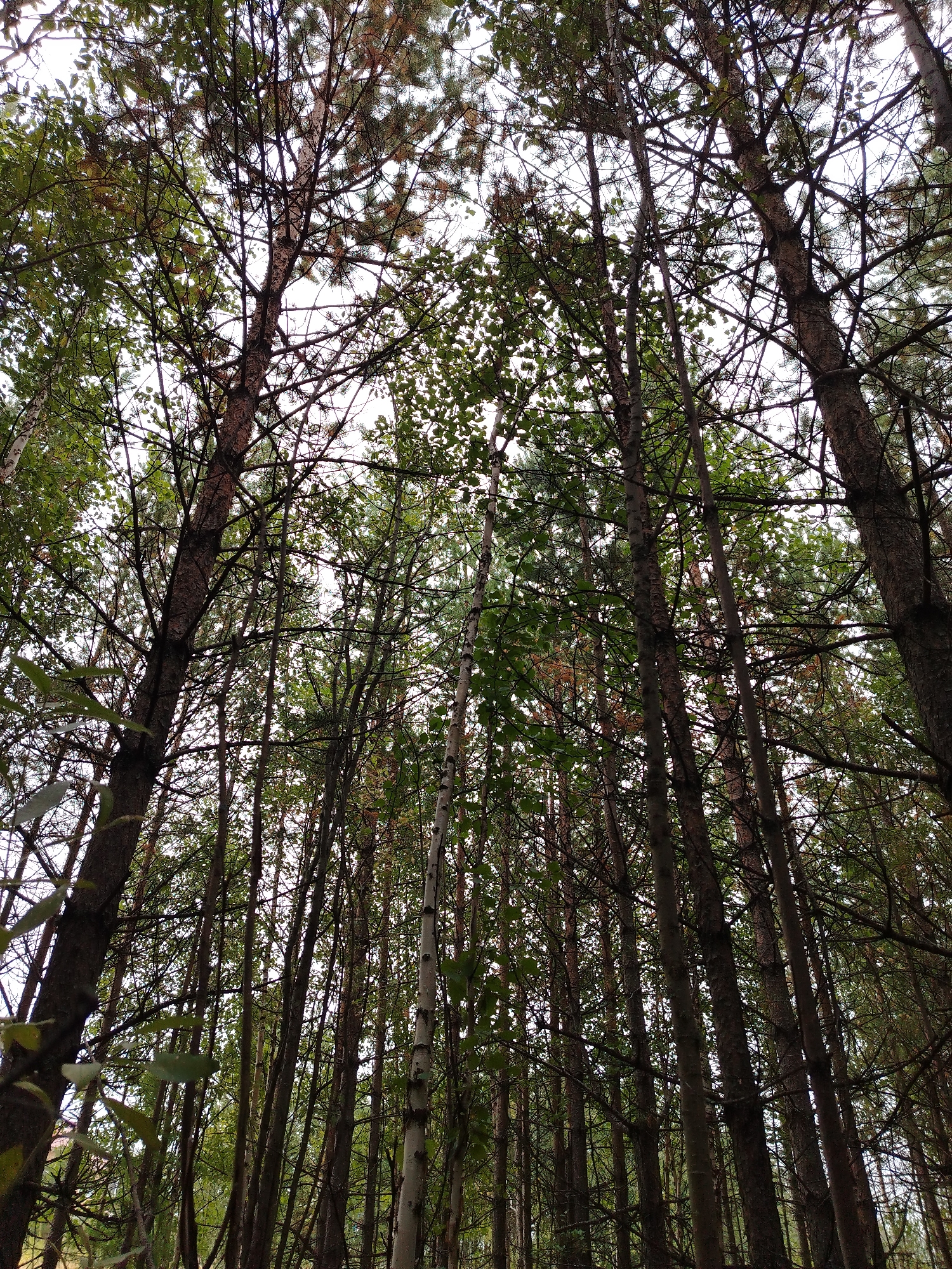 An upward-angle, full shot captures a dense forest canopy against a bright, overcast sky in Muravlenko, Russia. Numerous trees, primarily tall and slender, dominate the frame, their dark trunks and branches crisscrossing and overlapping to create a complex network. The foliage is a mixture of deep green and brown leaves, with some appearing dry or autumnal. A few lighter-barked trees, possibly birch, are interspersed among the darker ones. The overall impression is one of a wild and natural setting, with the sky providing a washed-out backdrop to the intricate patterns of the trees.