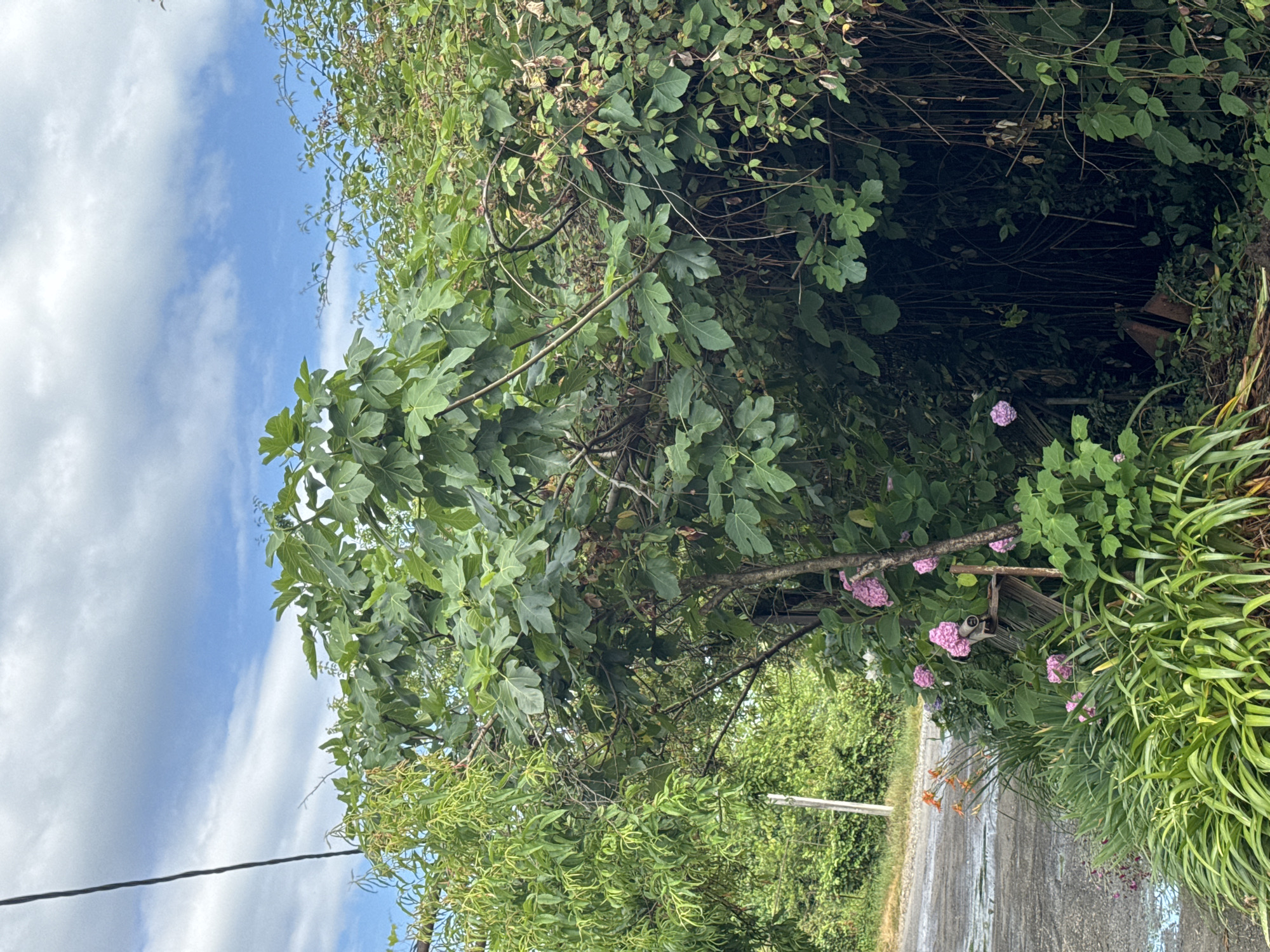 A medium shot captures an outdoor scene with lush greenery under a cloudy sky. In the foreground, a variety of plants and flowers, including orange lilies and pink hydrangeas, are visible. A dirt road runs alongside the vegetation. Behind the flowers, a fig tree with large, distinct leaves dominates the center of the frame, its branches extending upwards and outwards. To the left of the fig tree, another leafy green tree or shrub can be seen. The background is filled with dense foliage and trees. The scene appears to be located in a semi-rural or garden setting within the city of Sokhumi, Abkhazia. There are no people or animals visible in the image, and no discernable actions or interactions are taking place. The overall impression is one of abundant natural growth in a somewhat overgrown environment.