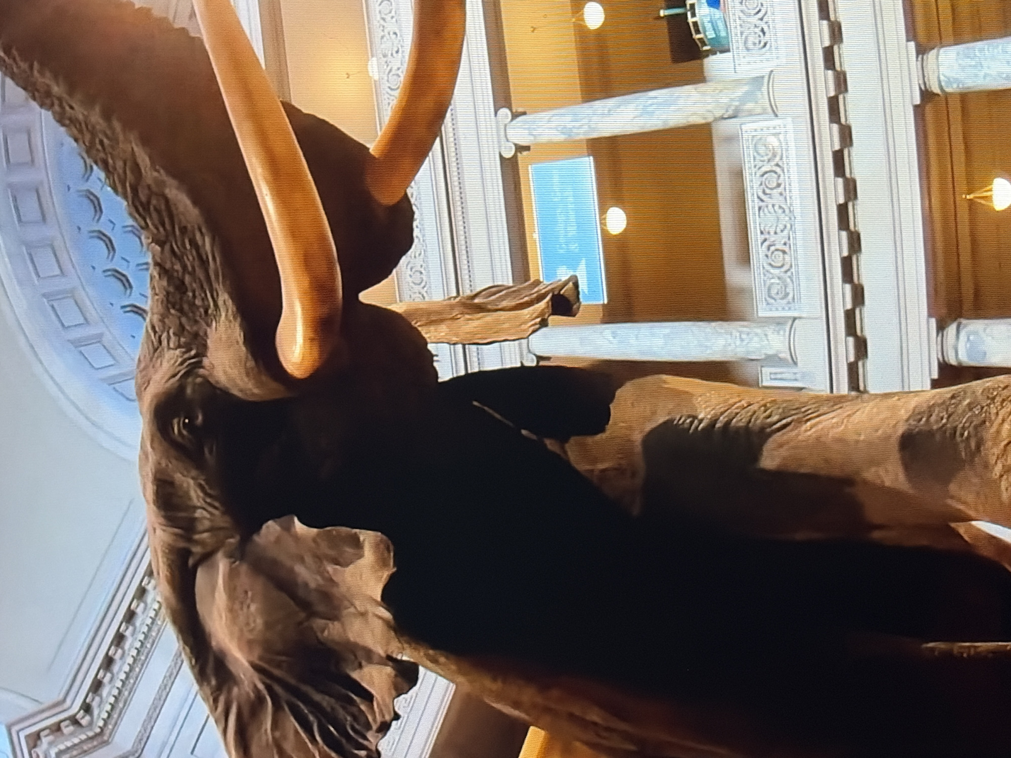 A low-angle, close-up shot focuses on the head and trunk of a large elephant, likely a taxidermied specimen, displayed indoors within a grand, classical-style building. The elephant's dark brown skin is textured, and its massive tusks, a light yellowish-orange hue, extend forward and outward. The background reveals architectural details of the building, including ornate columns, a decorative frieze with repeating patterns, and a domed ceiling with geometric designs. Recessed lighting fixtures are visible. A blue sign with white text is mounted between two columns, though the text is illegible. The scene suggests the elephant is a prominent exhibit within a museum or historical hall.