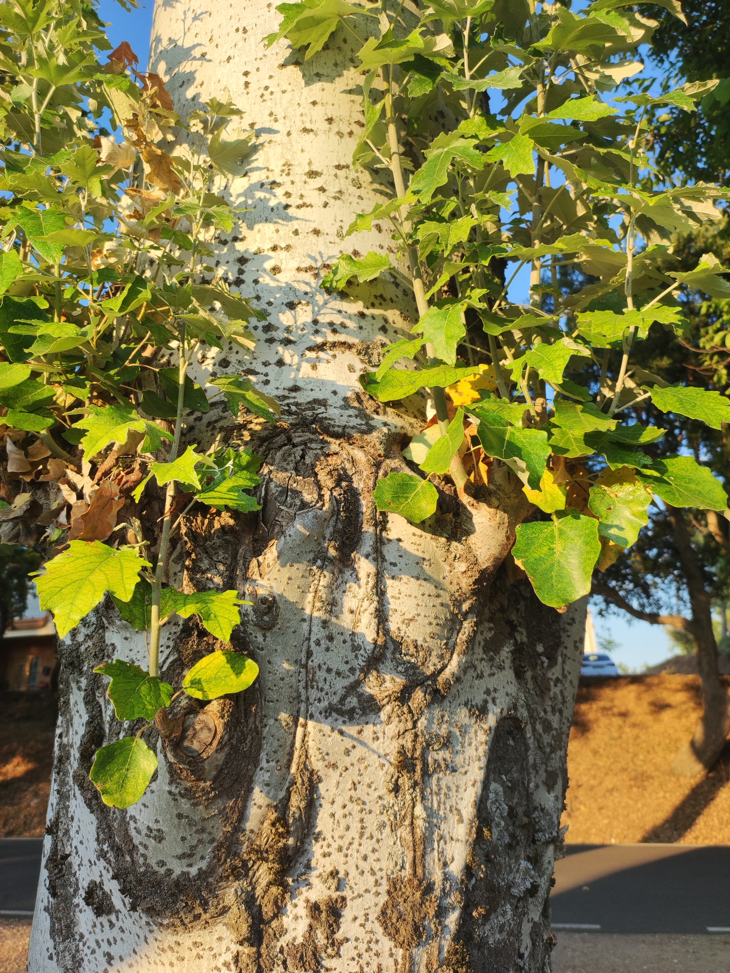 The image displays a close-up, eye-level view of the trunk of a large tree, likely a sycamore or plane tree, with pale bark mottled with dark spots and a rough, textured surface. Young, green leaves with serrated edges emerge from branches attached to the trunk. Some dried, brown leaves are also visible among the green foliage. Sunlight casts dappled shadows on the tree trunk, highlighting its organic patterns. In the background, out of focus, is a blurred landscape with a paved road, a grassy or dirt embankment, and trees. The sky is a clear, bright blue. The location is identified as Torre de Don Miguel, Spain. No people or specific actions are depicted.