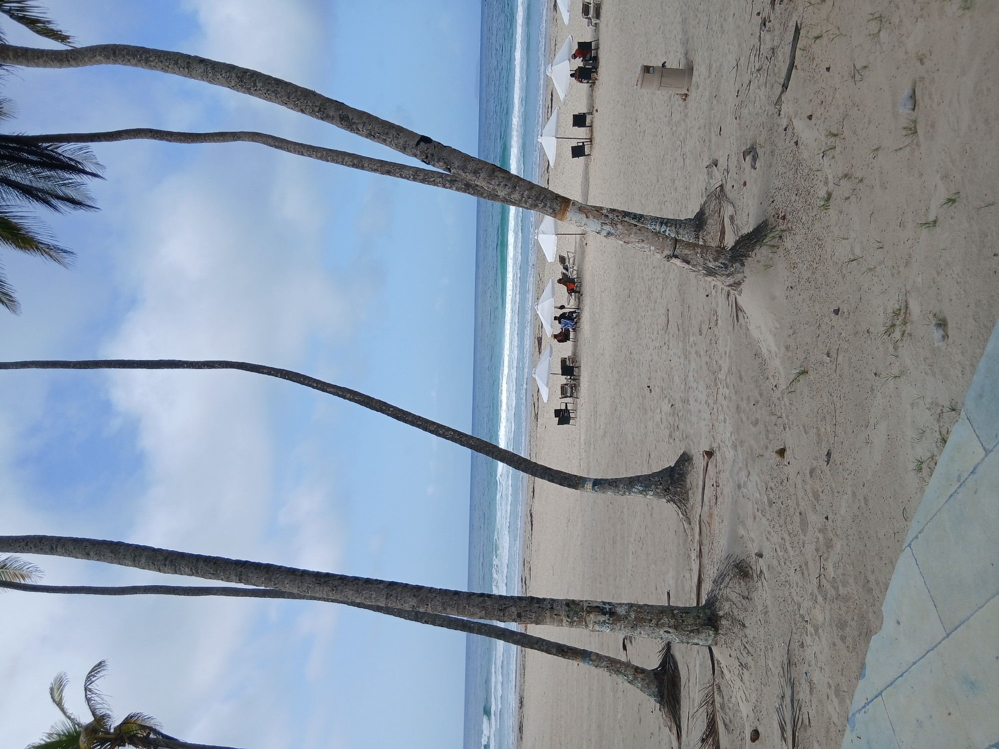 This is a photograph of Playa El Agua, Venezuela, a beach with a sandy shore and the ocean in the background. Several tall palm trees with rough bark are prominent in the foreground, with their trunks extending towards the top of the frame. The ocean is a blue-green color with visible waves breaking near the shore. On the sand, there are several white umbrellas providing shade, with lounge chairs and people seated beneath them. Some of the people appear to be relaxed, with one individual reading a book. In the mid-ground, there is a trash can and some scattered palm fronds and debris on the sand. The sky is a pale blue with scattered white clouds. The lower portion of the image shows a concrete structure.