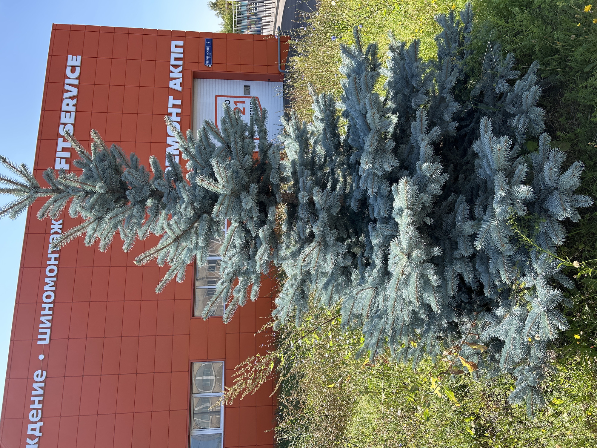 A medium shot captures a bright orange building with white signage, a blue spruce tree, and surrounding vegetation under a clear blue sky. The building's facade is clad in orange panels, with white lettering visible. The top line of text appears to read "КДЕНИЕ • ШИНОМОНТАЖ" on the left, and "FITSERVICE" on the right. Below "FITSERVICE," another line of white text reads "РЕМОНТ АКПП." A large, sectional garage door with the number "21" prominently displayed in red is partially visible. To the right of the garage door, a street sign is affixed to the building, indicating "ЧЕРМЯНСКИЙ 7." The blue spruce tree, situated in the foreground, is dense and well-shaped, with its branches extending into the frame. The ground around the tree and the building is covered with a mix of green grass and various wild plants. The overall scene suggests an outdoor commercial area.
