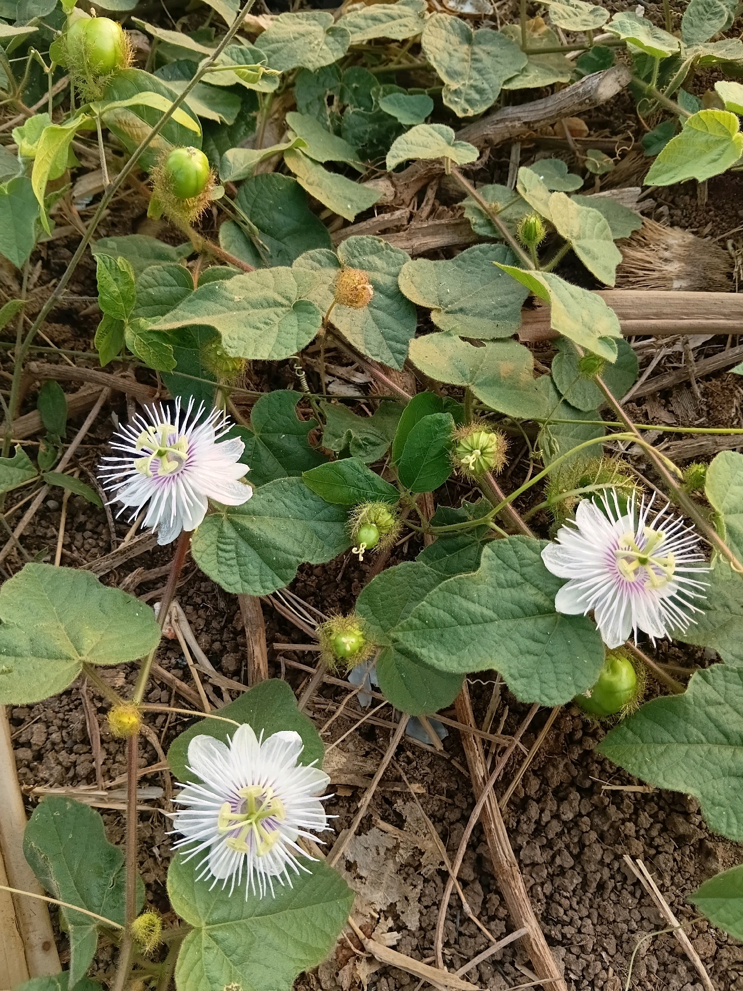 The image captures a close-up view of flowering vines with several white passionflowers and green fruits growing amidst dry organic matter and soil. The flowers, characterized by their delicate white petals and intricate central structures with purple and yellow accents, are prominent in the foreground and midground. Several green, spiky fruits are visible, some appearing to be developing. The surrounding environment consists of dried twigs, leaves, and dark, clumpy soil, suggesting a natural or somewhat uncultivated setting. The lighting indicates it might be early morning or late afternoon, with a soft, diffused light illuminating the scene. The location is identified as Cikal, Indonesia.