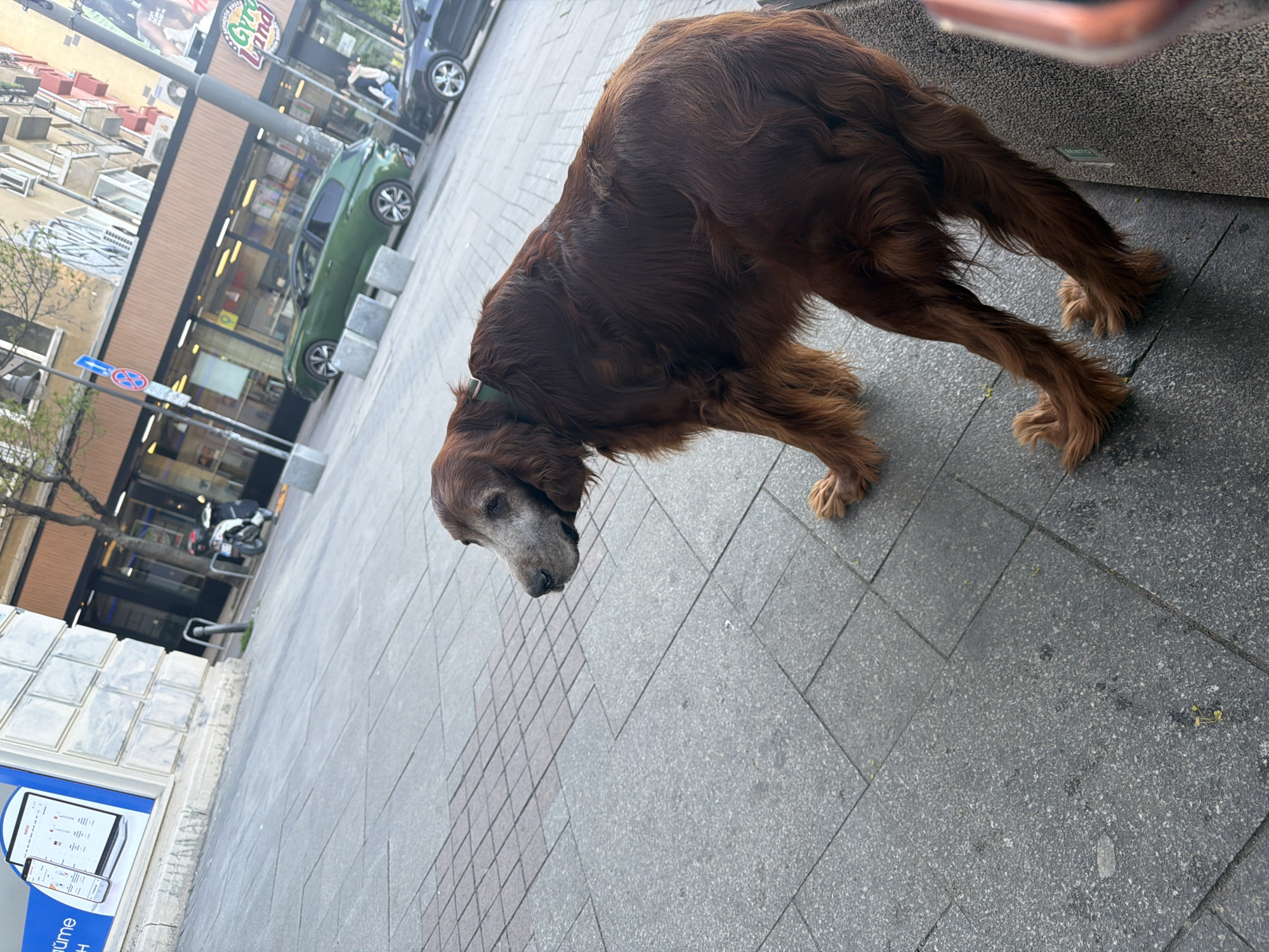 An eye-level, slightly tilted outdoor photograph captures an older brown dog standing on a sidewalk, likely in an urban area during daytime. The dog, possibly an Irish Setter mix due to its reddish-brown wavy fur, has a distinctly grey muzzle, suggesting age. It wears a green collar and appears to be looking downwards, perhaps sniffing the ground.
The sidewalk is paved with grey and reddish-brown square tiles. In the background, there's a bustling street scene. A green hatchback car is parked or driving on the street, and parts of another dark-colored car are visible. Beyond the street are multi-story buildings, including commercial establishments. One building features a brown facade and a prominent sign that reads "Gyro Land" in white text with a red background, indicating a food establishment. Another sign or poster lower down has partial text visible, including "Pume" and "tüme".
Other background details include street poles, traffic signs (a round blue sign with white arrows and a red circular sign with a diagonal line, possibly indicating a restriction), and what appears to be a parked motorcycle. In the upper left background, other buildings and some bare tree branches are visible. The lighting is diffused, suggesting an overcast day or indirect sunlight. The overall impression is a candid moment of a dog navigating a city environment.