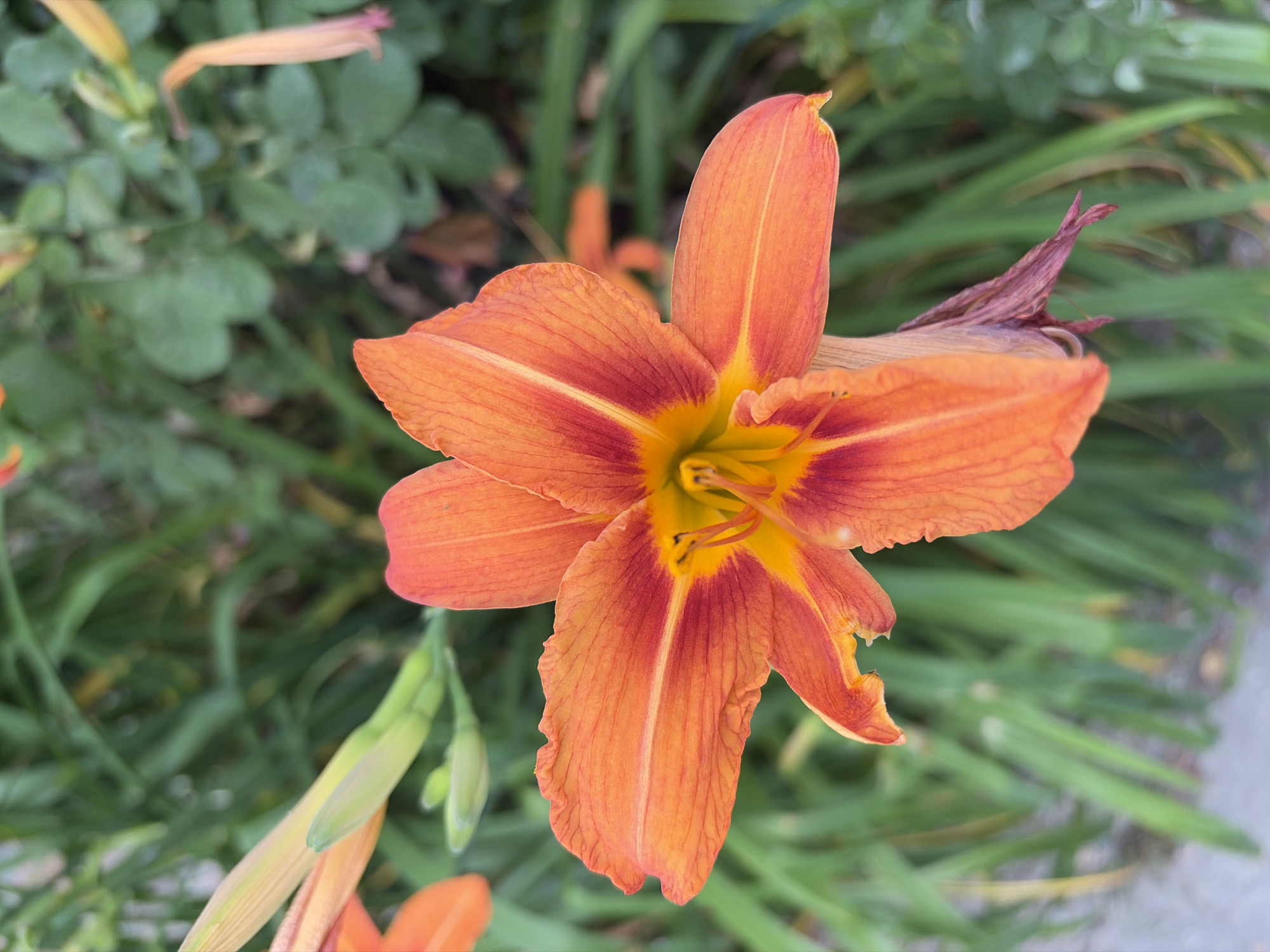 A close-up, eye-level shot captures an orange daylily bloom in focus against a blurred background of green foliage. The flower exhibits six pointed petals, with the upper petals displaying streaks of deep red radiating from the center. The center of the bloom reveals a cluster of stamens, their yellow anthers visible. To the left and top of the main bloom, several unopened flower buds are visible, their green tips hinting at the vibrant color of the flowers they will become. The overall scene suggests a garden setting within the city of Sochi, Russia, likely during the bloom season.