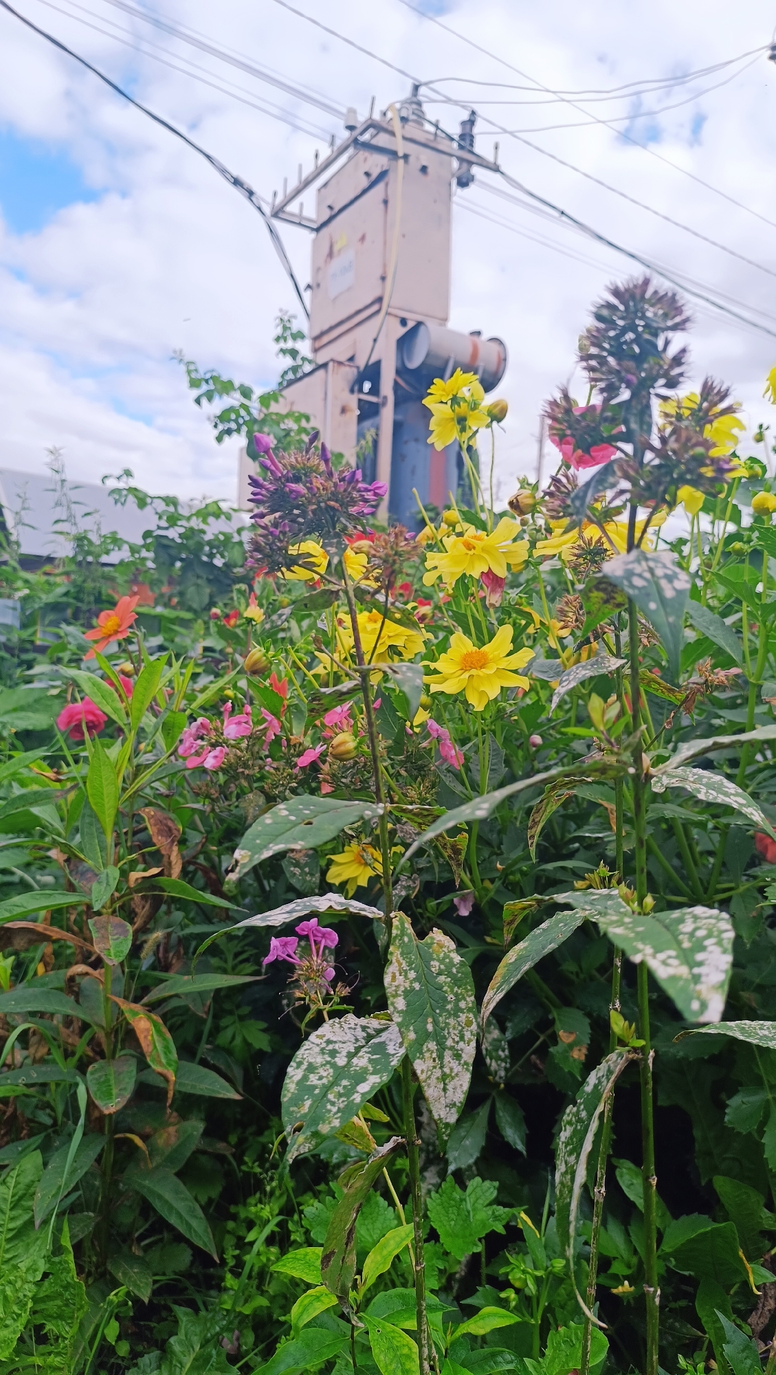 In Karsha, Russia, this photograph captures a vibrant close-up of flowering plants with a utility transformer and power lines in the background. The flowers are a mix of yellow, pink, and purple, with lush green foliage surrounding them. The transformer, a light beige color, sits prominently against a cloudy sky with hints of blue. The overall impression is one of nature thriving alongside industrial infrastructure.