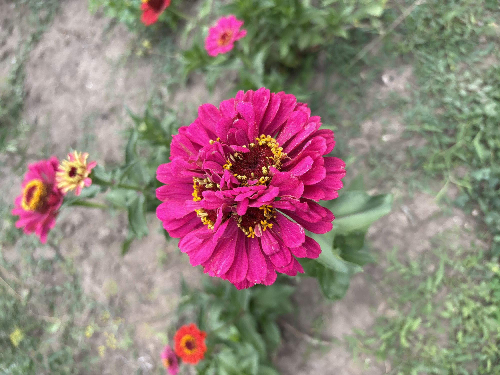 In Petrykiv, Ukraine, a vibrant close-up photograph captures a cluster of zinnia flowers in a garden. The central focus is a large, fuchsia-colored zinnia, its layered petals radiating outwards. The flower's center is adorned with bright yellow stamens and dark brown pistils, some of which appear to have dew drops. Surrounding this prominent bloom are other zinnias in various stages of development and colors. To the left and slightly behind, a bright orange zinnia with a yellow-orange center is visible. Further back and to the left, a smaller fuchsia zinnia can be seen. To the right and slightly further away, another fuchsia zinnia is in focus, and behind it, a red zinnia with a dark center is partially visible. The background consists of out-of-focus green foliage and earthy soil, suggesting an outdoor garden setting. The lighting is natural and bright, highlighting the textures and colors of the flowers.