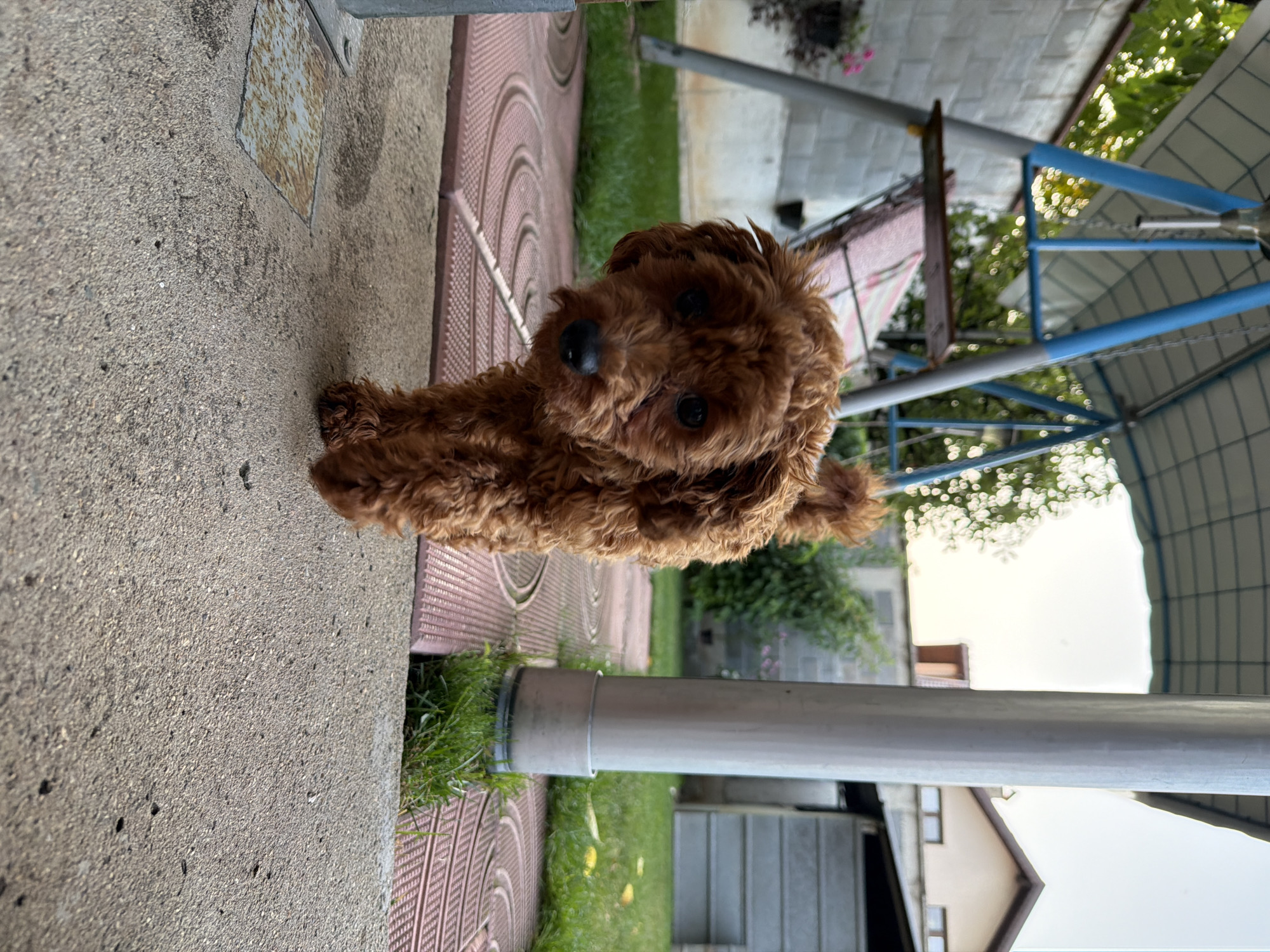 A small, fluffy, brown poodle-mix dog with dark eyes and a black nose walks towards the camera on a paved outdoor area. The dog is the central subject of the image. In the background, there is a swing set with a blue frame and a white canopy. Beyond the swing set, a brick wall and lush green grass are visible, along with some trees and bushes. Further in the background, residential buildings can be seen. The scene appears to be a backyard in a suburban area, likely in the city of Sofia, Bulgaria, given the architectural style of the buildings and the general ambiance. The lighting suggests it is daytime, possibly late afternoon or early evening, with soft natural light. The ground consists of concrete and decorative patterned tiles. The overall environment is outdoors, with a domestic feel. There are no people visible in the image.