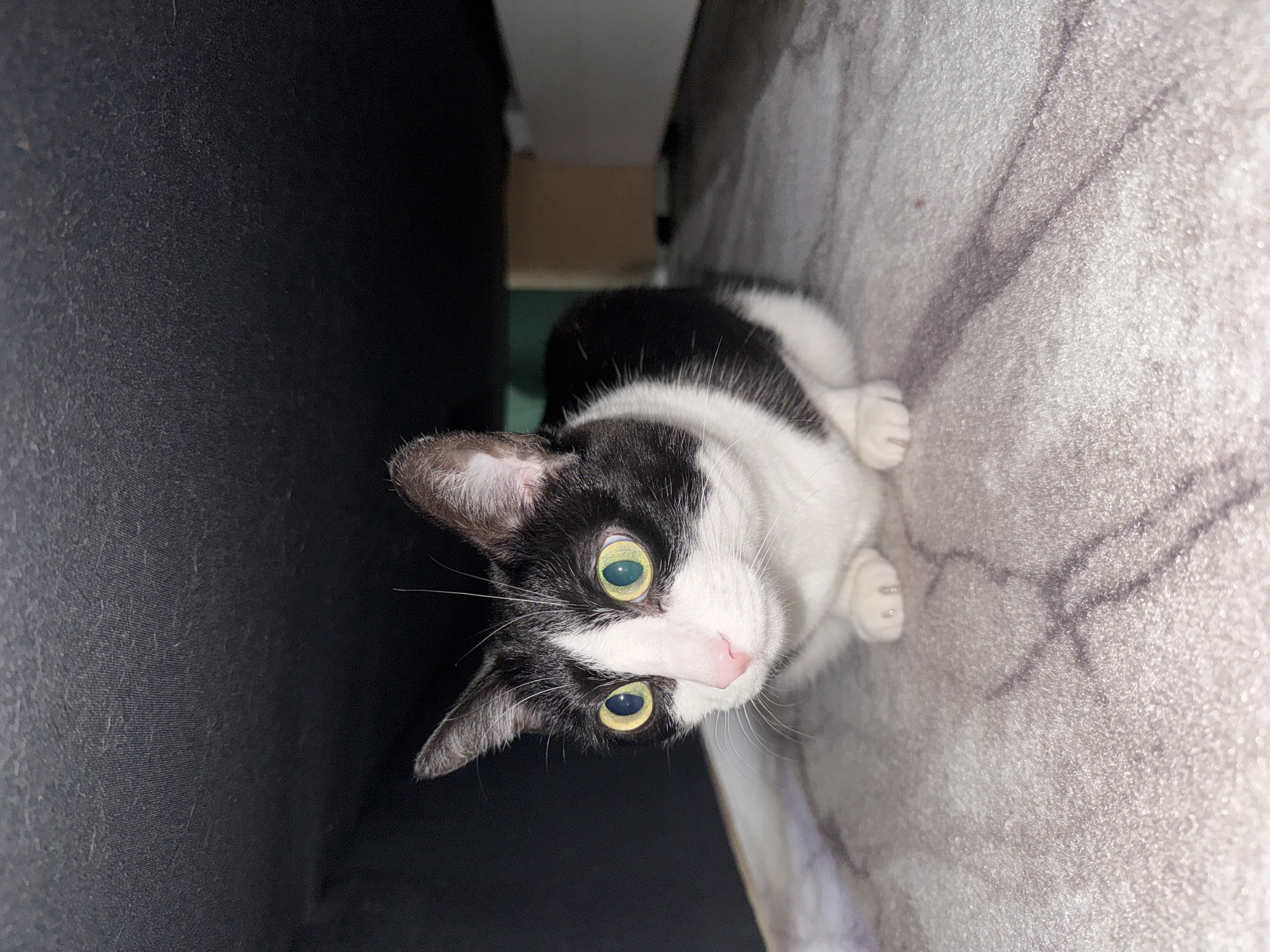 A black and white cat is positioned between a dark, possibly black, couch or other padded furniture on the left side and a gray patterned surface, potentially a rug or blanket, on the right side. The cat is looking up at the camera with wide, light-colored eyes and a pink nose. Part of the upper background reveals a muted beige or light-colored surface, possibly a wall or an underside of a furniture piece. The scene appears to be indoors. There is no information available to indicate this image was taken in Chaikovsky, Russia.