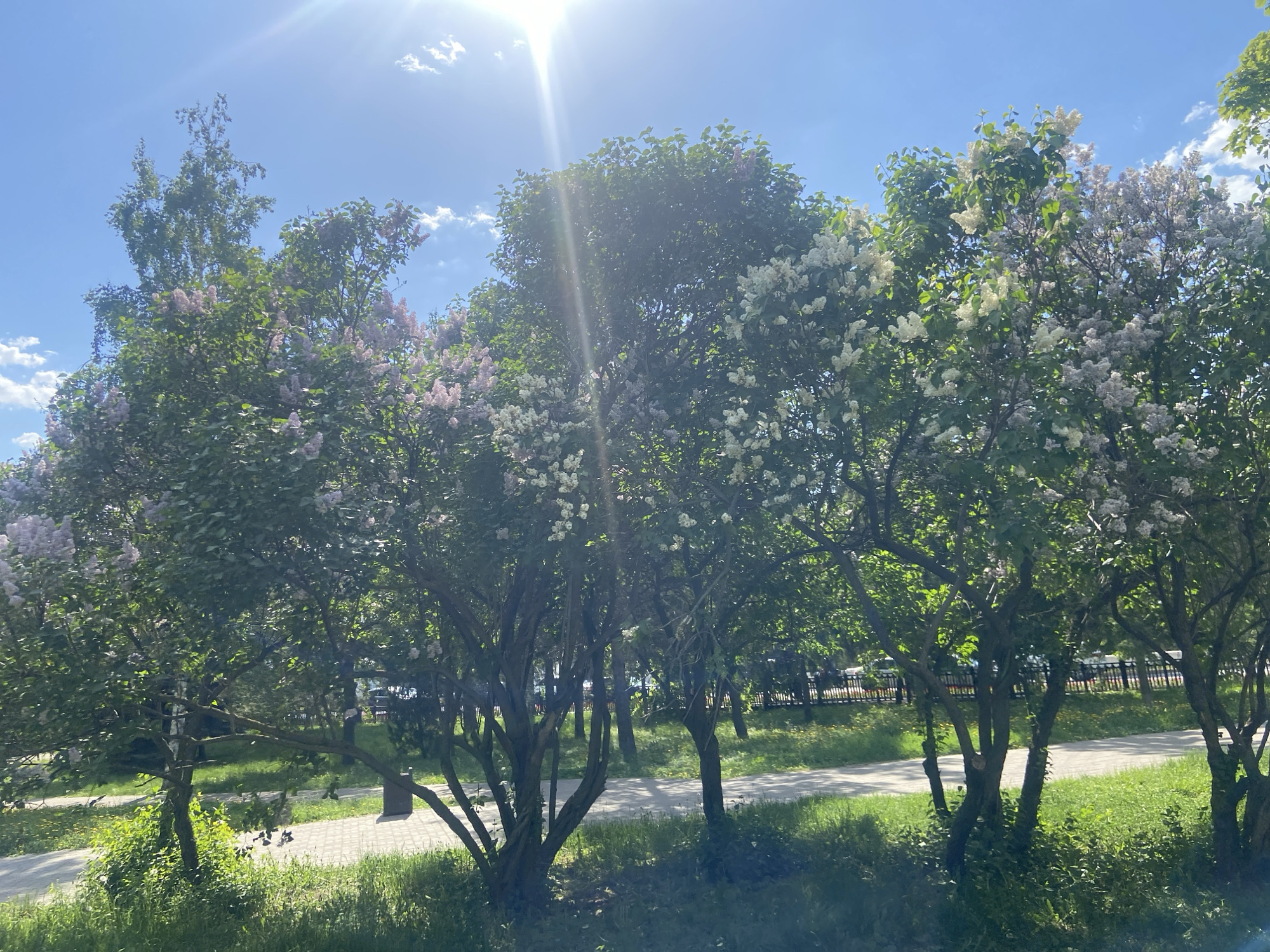 The image depicts a park-like setting in Kazan, Russia, characterized by a line of flowering trees, likely lilacs, in various shades of purple and white, against a backdrop of a bright, sunny sky with a few scattered clouds. The trees are located along a paved walkway or path. A black metal fence is visible in the background. The scene appears to be taken in spring or early summer due to the presence of blooming flowers. The grass is green.