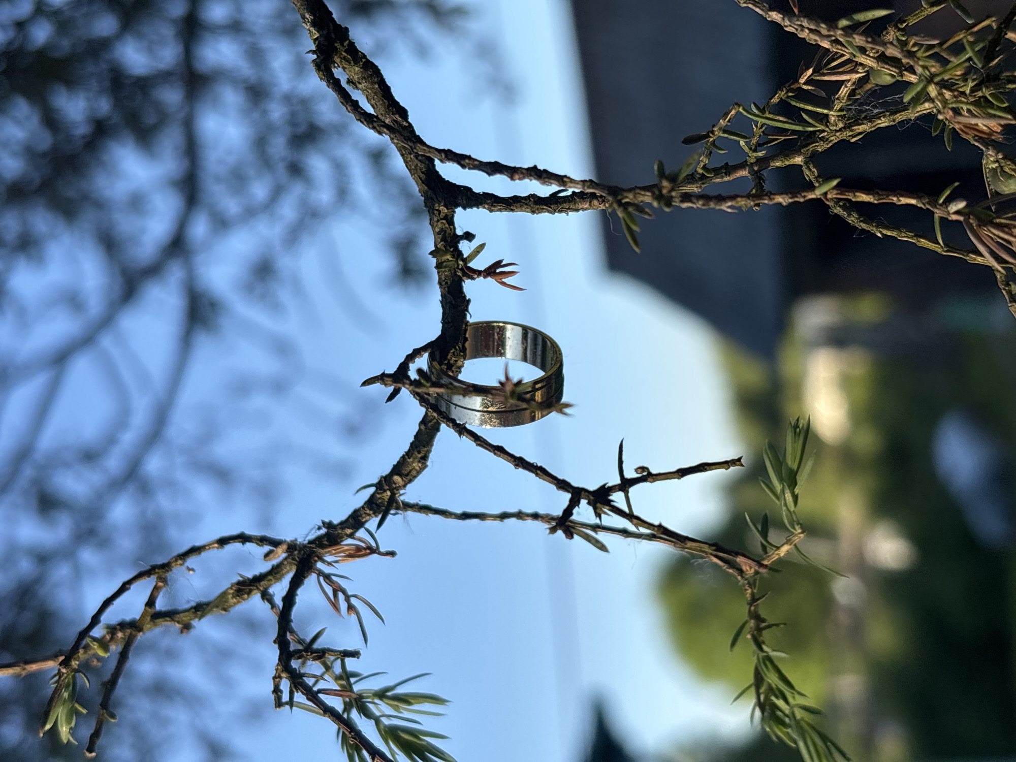 A single, plain, wide metallic band, appearing silver-colored and reflective, is suspended from a gnarled, rough-textured tree branch in the foreground. The branch, partially covered in what appears to be moss or lichen, extends across the upper half of the frame and features small green leaves, developing buds, and clusters of dried, reddish-brown foliage. Fine, visible spiderwebs are stretched between several smaller twigs. The background consists of a clear, light blue sky, with the indistinct, blurred outlines of darker tree canopies visible in the upper left and right. In the lower background, a dark, sloped roof of a building, likely a house, is partially visible and out of focus, accompanied by blurred green foliage and lighter, hazy areas suggesting open space or distant objects. The scene is illuminated by natural daylight, indicating an outdoor setting in Rozhdestveno, Russia. No people or animals are visible.