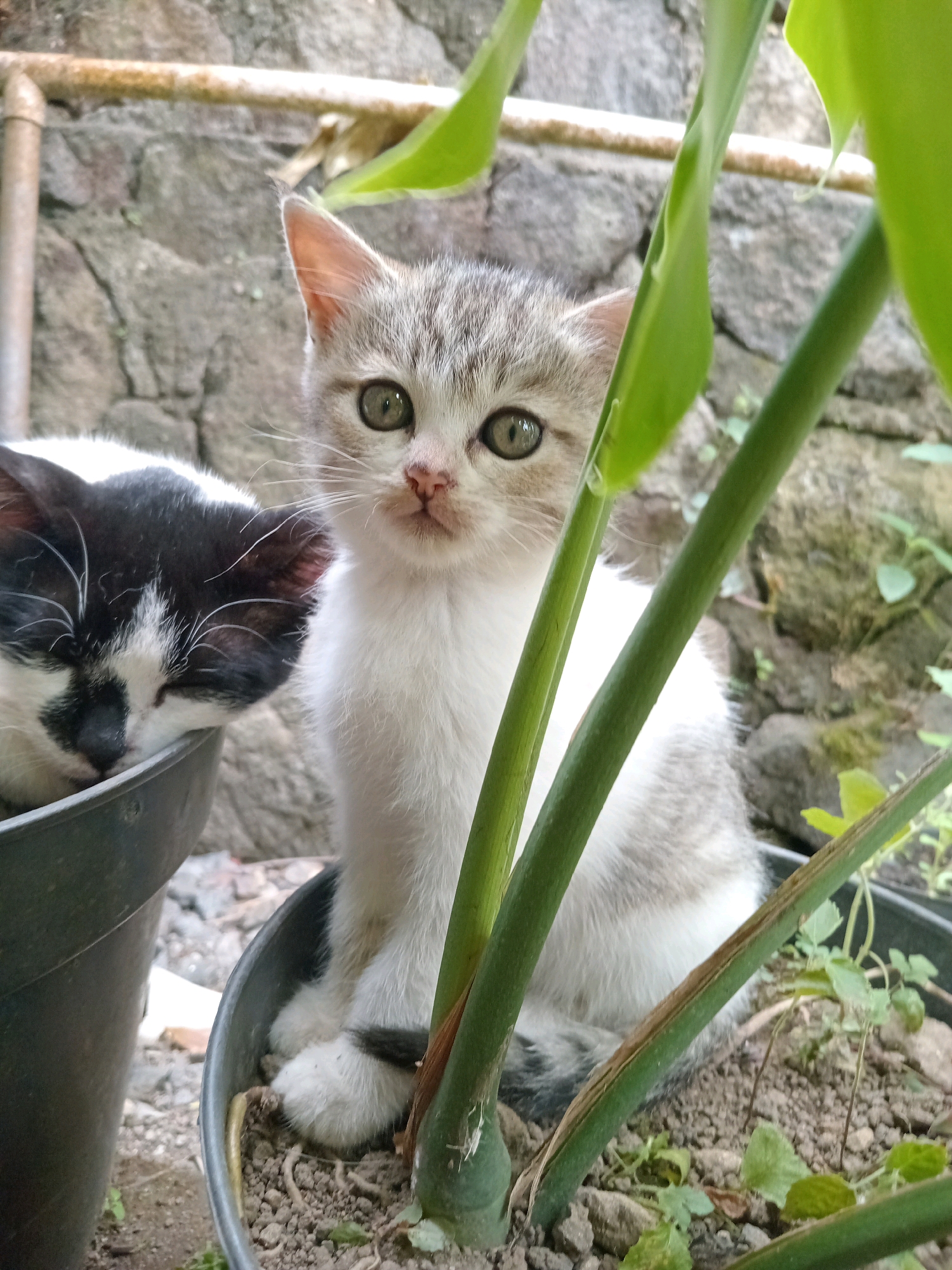 Two kittens are in plant pots outdoors. The kitten on the left is black and white and is lying down with its head resting on the edge of its pot, eyes closed. The kitten on the right is gray and white, sitting upright and looking at the camera. Both kittens are in dark gray plant pots with soil and small plants. In the background, there is a rough stone wall and some green foliage. This scene is located in Claket, Indonesia.