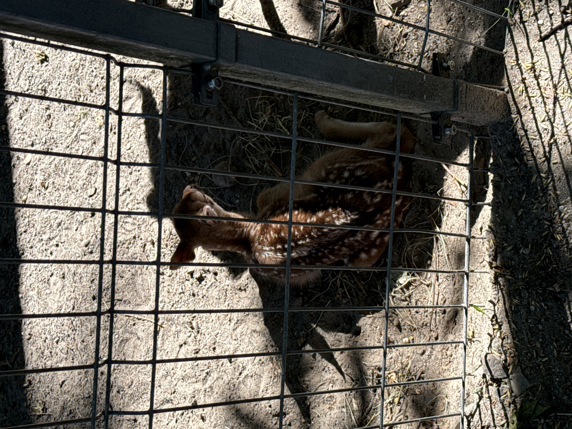 The image shows a fawn lying on the ground behind a fence. The fawn is brown with white spots and appears to be very young. The ground is covered in dirt and some dry grass. The fence is made of metal bars and is partially in shadow. The fawn is lying on its back with its legs in the air. The background is blurred and out of focus.