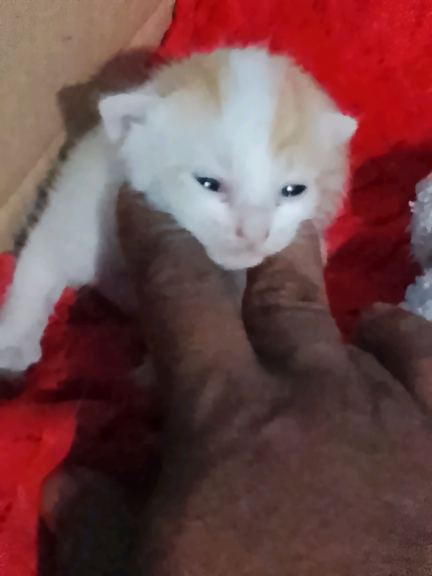 A very young kitten, predominantly white with ginger markings on its head, is being held by a person's hand. The kitten appears to be looking towards the camera with its eyes partially open. The background is blurred and consists of red fabric and possibly other soft materials. The lighting is dim, and the image quality is poor, with a significant amount of digital noise and blur, making precise details difficult to discern. The scene's location within Ujungrusi, Indonesia cannot be determined from the visual information provided.