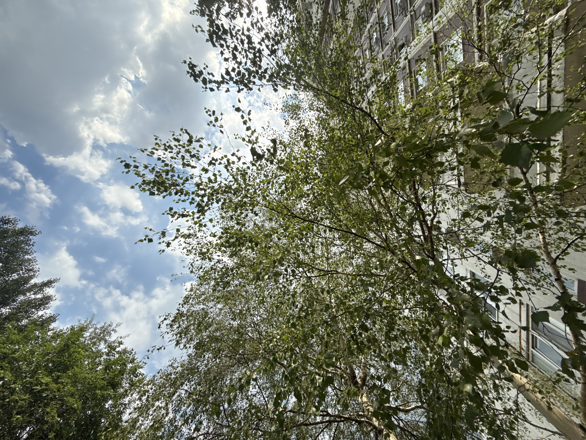 This is a low-angle, full shot of a birch tree with dense, light green foliage, seen from beneath. The tree branches extend upwards and outwards, obscuring parts of the sky and a multi-story building. The sky above is partly cloudy, with patches of blue visible between white and grey clouds. The building, which appears to be an apartment block, is visible to the right and behind the tree. It has a light-colored facade and numerous rectangular windows, some with darker frames. The architecture suggests it is likely located in a residential area of a city, possibly Moscow, Russia, given the style of the building and the type of tree. There are no people or animals visible in the frame. The scene is natural and urban, with the tree foliage dominating the foreground and midground, creating a dappled effect as light filters through the leaves.