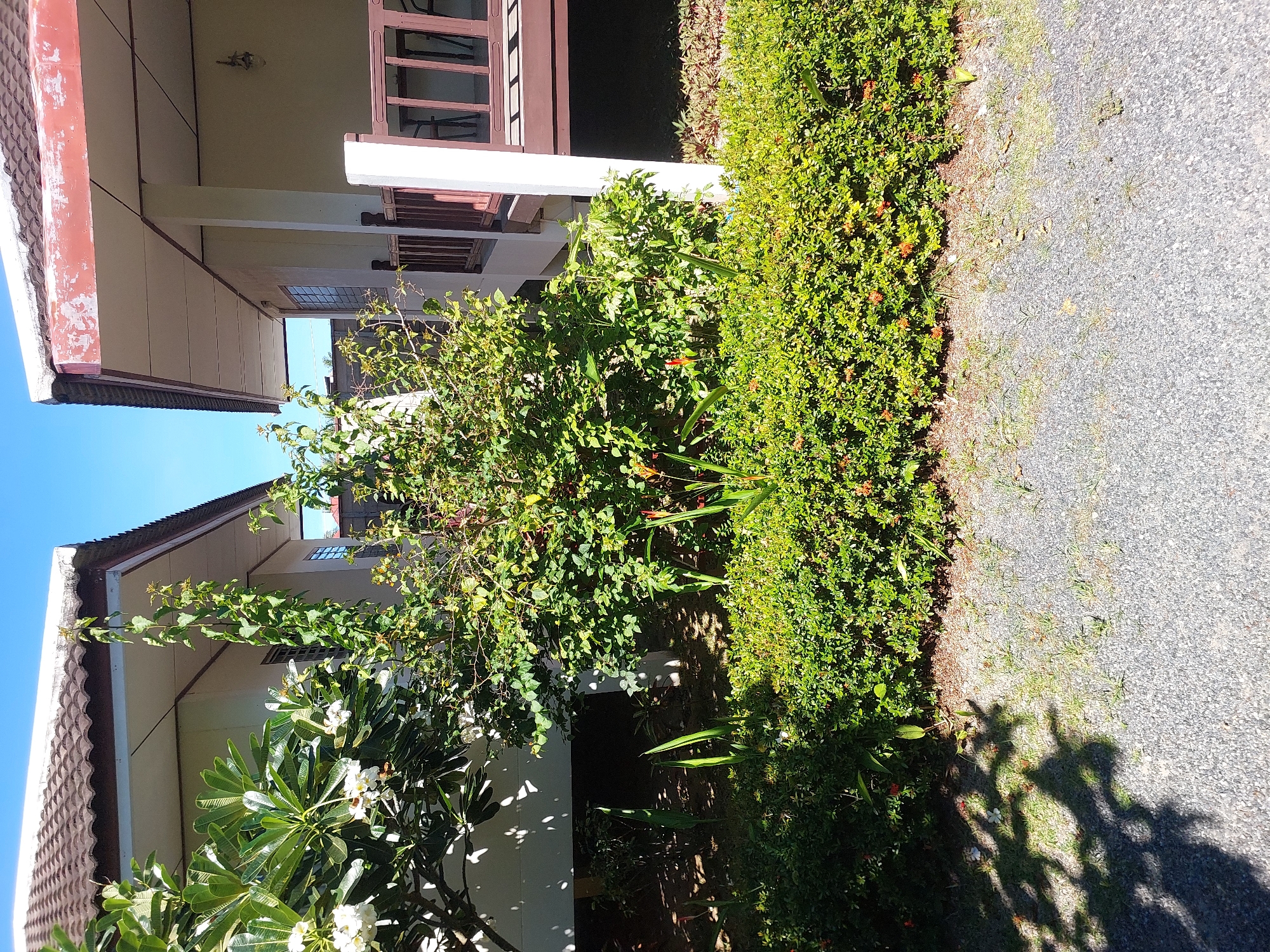 The image depicts a scene outdoors, likely in Baan Mae Nam, Thailand, featuring two bungalows or small houses with tiled roofs and elevated wooden decks. The bungalows are separated by a lush garden area filled with dense green bushes and flowering plants. On the left, a plumeria tree with white flowers is visible, casting dappled shadows on the bungalow wall. The ground in front of the bungalows is covered with gravel and sparse grass. The sky is clear and blue, indicating a sunny day. There are no people or animals visible in the image.