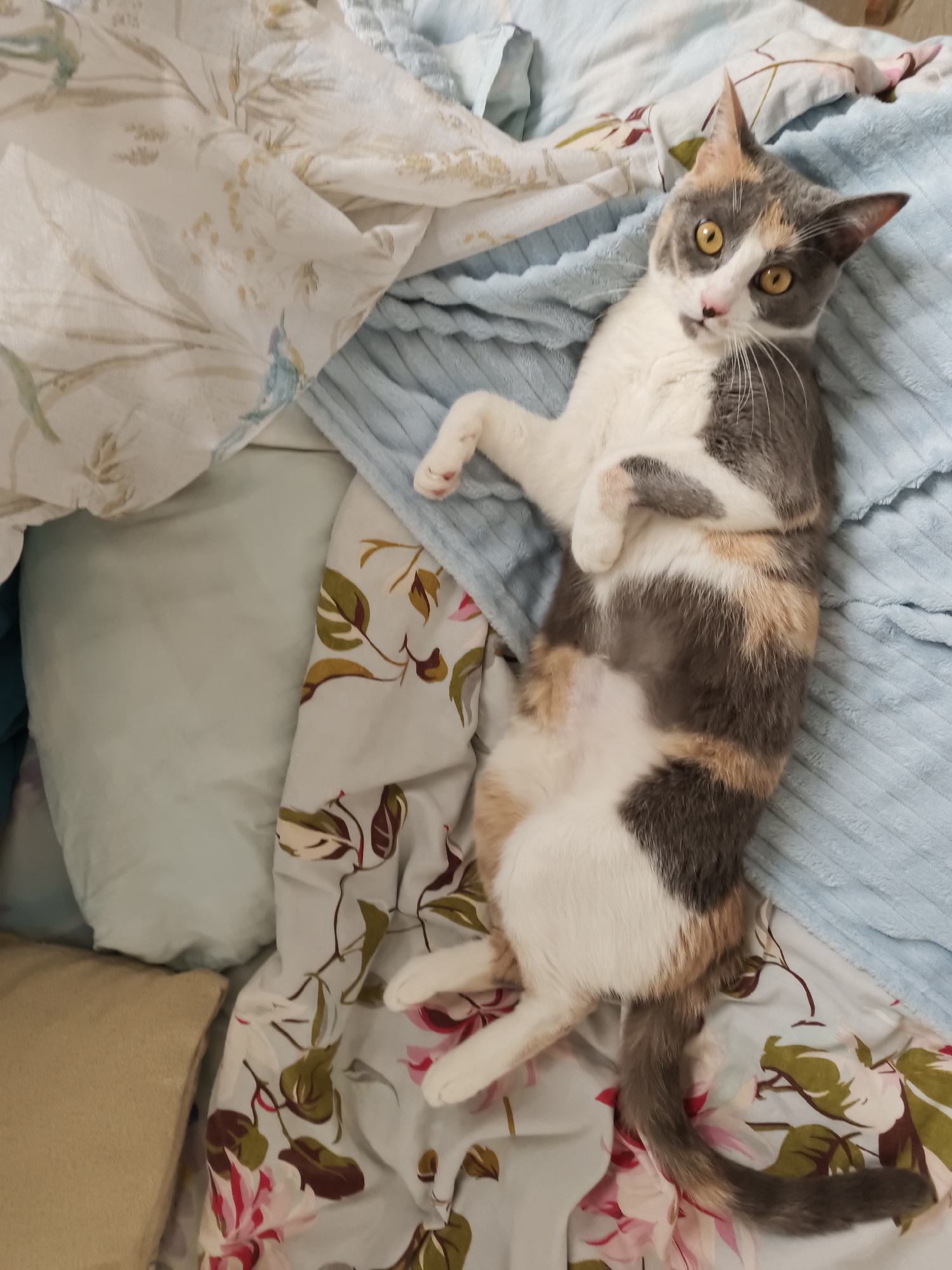 A calico cat with white, gray, and tan patches, and bright yellow eyes, is lying on its back on a bed with various patterned blankets and pillows. The cat is looking directly at the camera. The blankets and pillows are arranged in a disheveled manner, suggesting a lived-in space. One blanket is a light blue ribbed material, another is white with a subtle floral pattern, and a third is light blue with a bolder floral pattern of pink and green leaves. A tan pillow is visible in the lower left corner. The scene appears to be indoors, on a bed, with soft lighting. The image does not contain any identifiable landmarks or features that would indicate a specific location in Sochi, Russia.