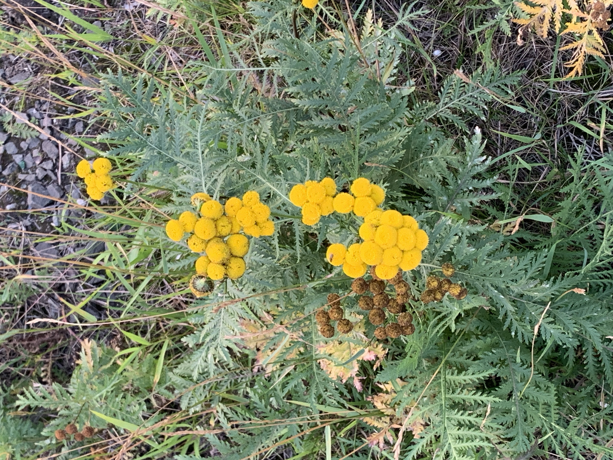 The image depicts a patch of vegetation, primarily consisting of green, fern-like leaves and clusters of small, yellow, button-shaped flowers. Interspersed among the flowers are brown, spherical seed heads or dried flower buds. The plants are growing in a natural setting, with dry grass and gravel visible in the background. The lighting suggests it is daytime. The scene is devoid of any human presence or activity. The overall impression is one of a wild, untamed patch of nature. It is not possible to determine the specific location within Norilsk, Russia, based on the visual information provided.
