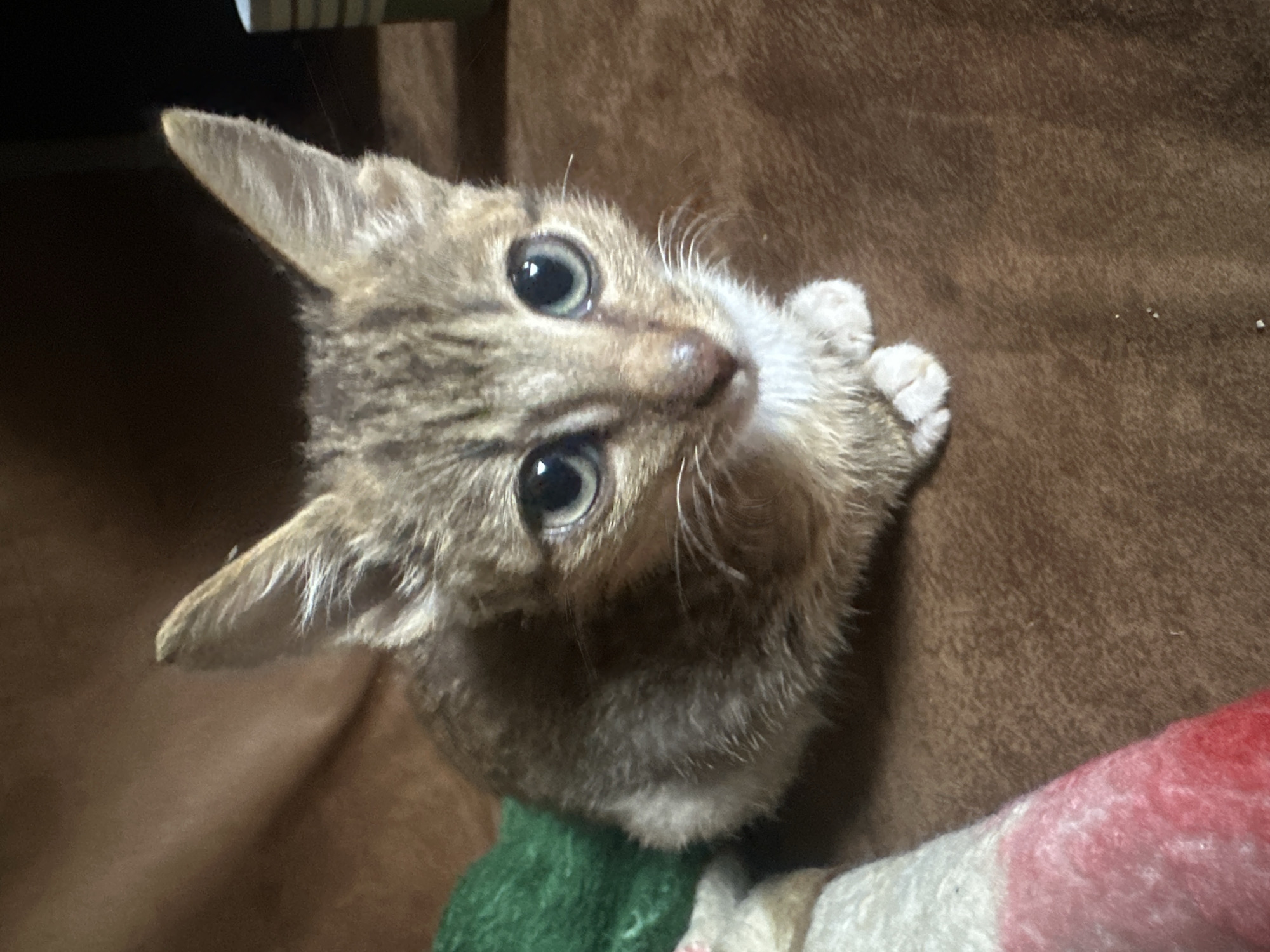 This is a close-up, slightly overhead shot of a young tabby kitten. The kitten has large, round, light green eyes with dark pupils and is looking directly up at the camera. Its fur is a mix of brown, black, and tan stripes, with a lighter patch of fur on its chest and chin. Its ears are pointed and alert, with fine hairs visible inside. One of its front paws is tucked under its chin, with its pink toe beans peeking out. The kitten appears to be lying on a soft, brown, textured surface, possibly a blanket or upholstery. A small piece of green fabric is visible beneath the kitten's chin, and to the right, a portion of a pink and white striped object is also visible. The lighting is somewhat dim, creating soft shadows and highlighting the kitten's features. The overall impression is one of innocence and curiosity. There is no visible text in the image. The location context of Jos, Nigeria is not discernable from the visual information provided in the image.