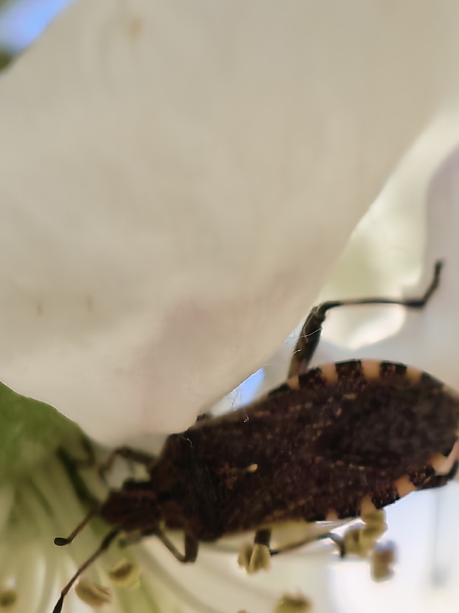 A macro photograph captures a dark-colored insect, likely a stink bug, resting or crawling on the white petals of a flower. The insect, positioned in the lower-center to right of the frame, has a broad, somewhat shield-shaped body with discernible patterns of dark brown and lighter, banded markings along its edges. Several of its dark legs are visible, some extended among the flower's pale yellow stamens. A thin, dark antenna is also visible extending from its head.
The flower is predominantly white, with large, soft petals occupying much of the upper and left portions of the image. The close-up perspective creates a shallow depth of field, blurring the background into soft washes of white, green, and light blue, indicating an outdoor, natural setting. The bright, natural lighting suggests it is daytime, possibly morning or afternoon. There are no people or visible text in the image. The scene takes place in Sapareva Banya, Bulgaria. The provided crop images offer closer views of the insect's patterned body, legs, and antennae, as well as the texture of the flower petals and stamens.